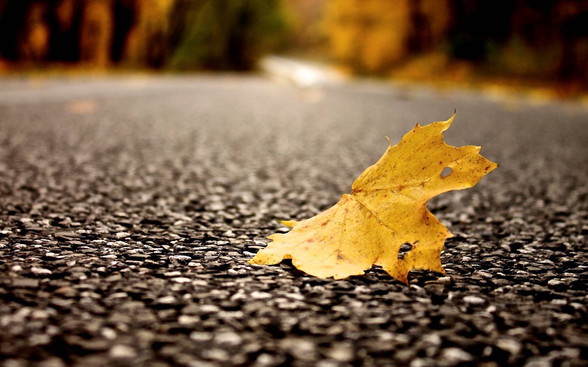 Wallpapers asphalt yellow road on the desktop