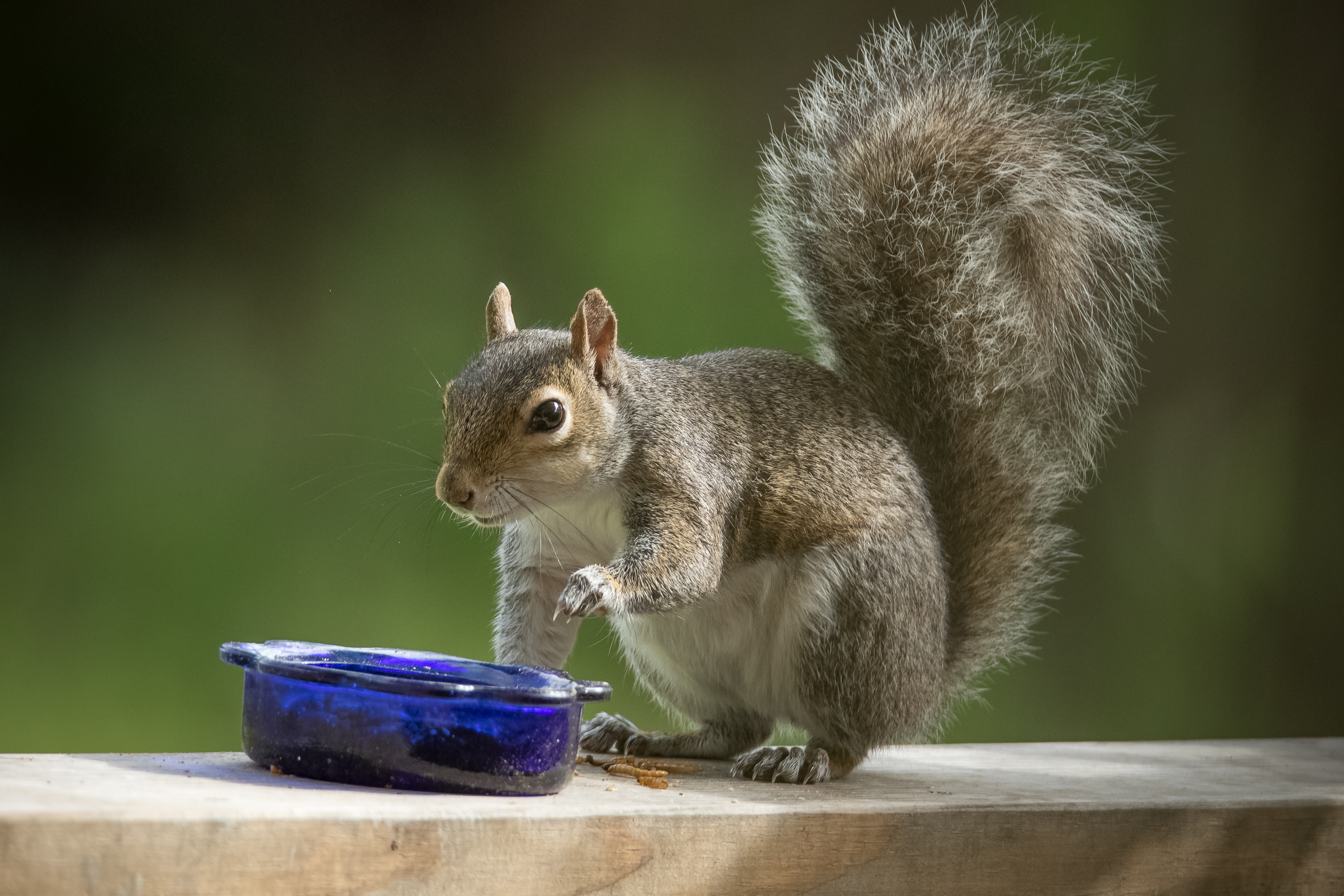 Wallpapers fluffy squirrel animals on the desktop