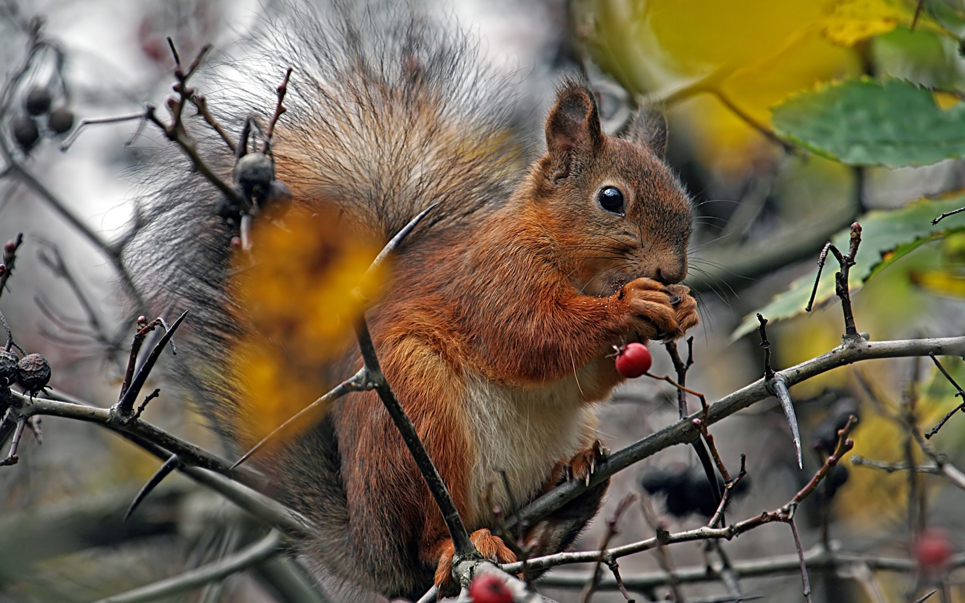 Wallpapers squirrel berries paws on the desktop