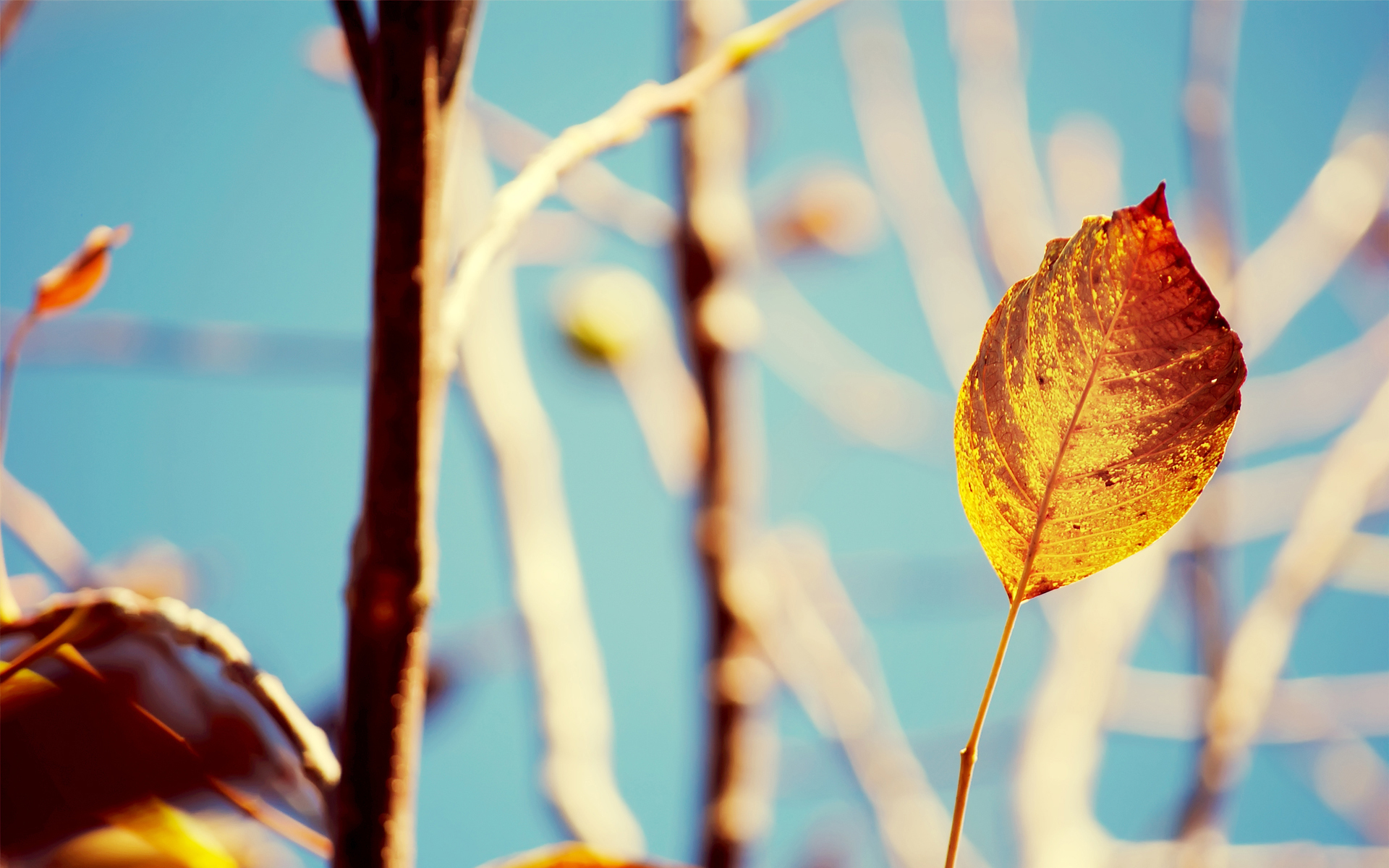 Wallpapers leaf autumn leaf fall on the desktop