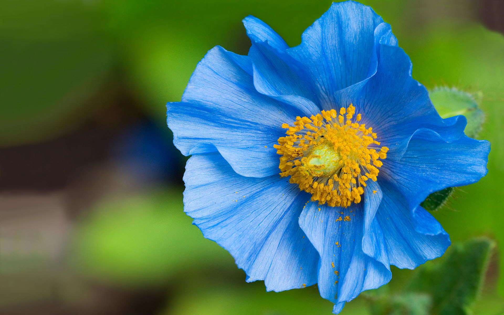 Wallpapers flower blue petals on the desktop