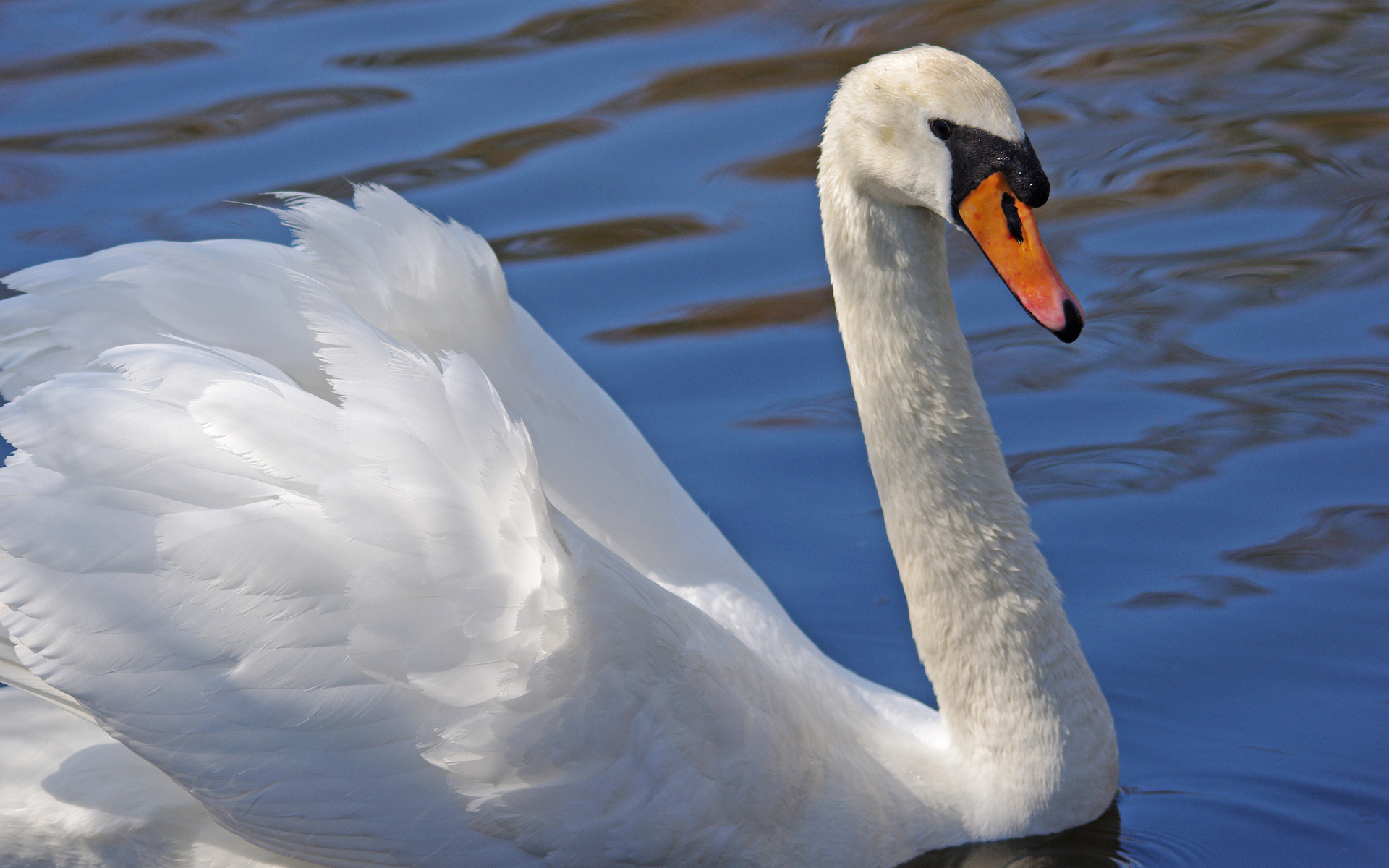 Wallpapers beak neck white on the desktop