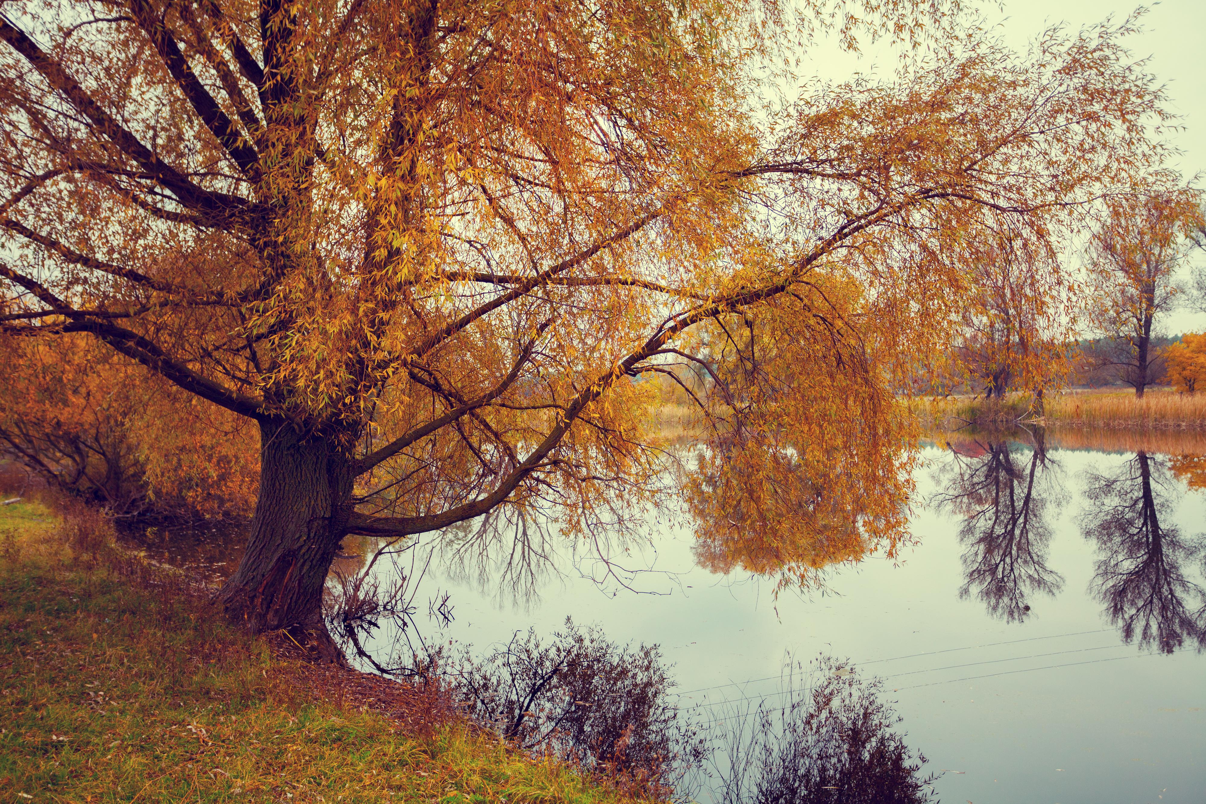 Wallpapers landscape yellow foliage river on the desktop