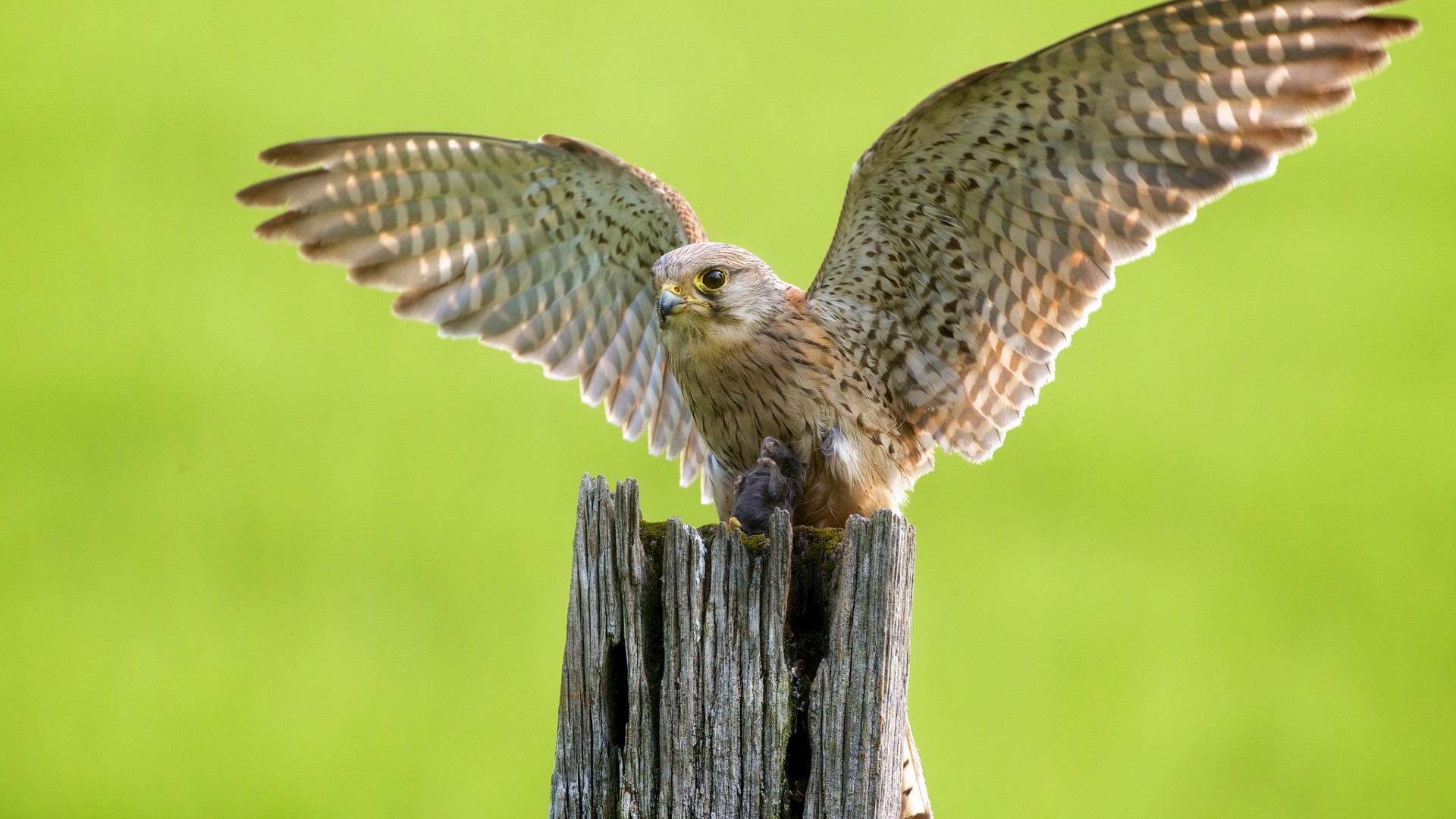 Wallpapers tree wings eyes on the desktop