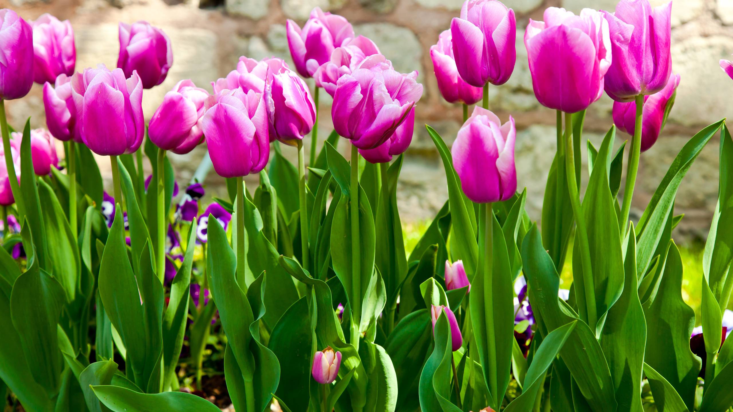 Wallpapers tulips stems leaves on the desktop