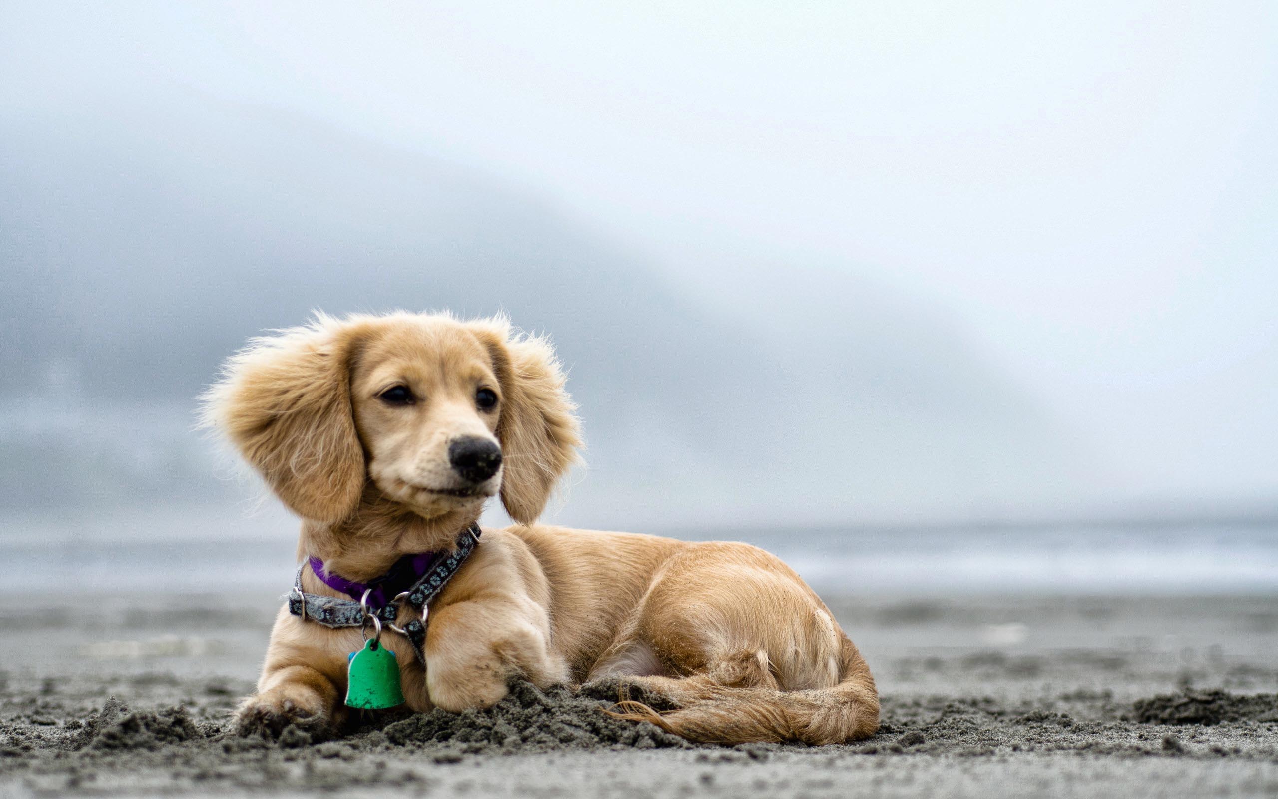 Wallpapers dog puppy beach on the desktop