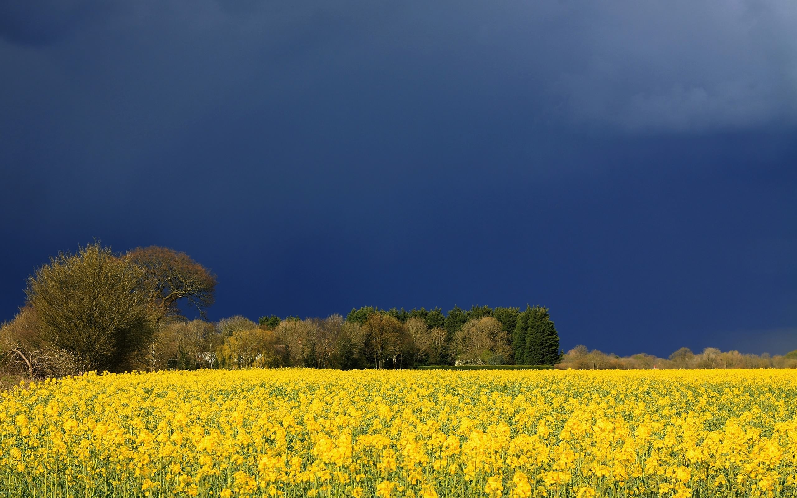 Wallpapers blue sky trees on the desktop