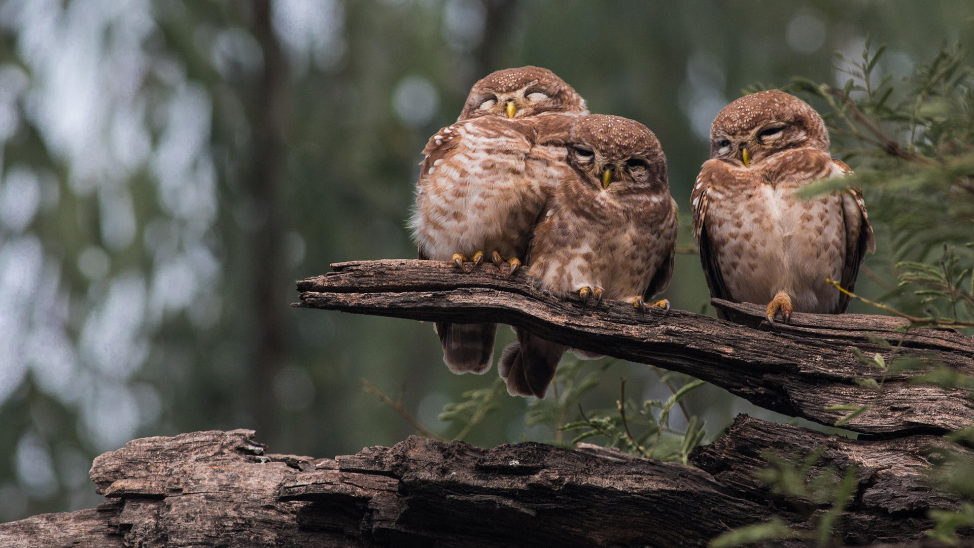 Wallpapers owls wood bitches on the desktop