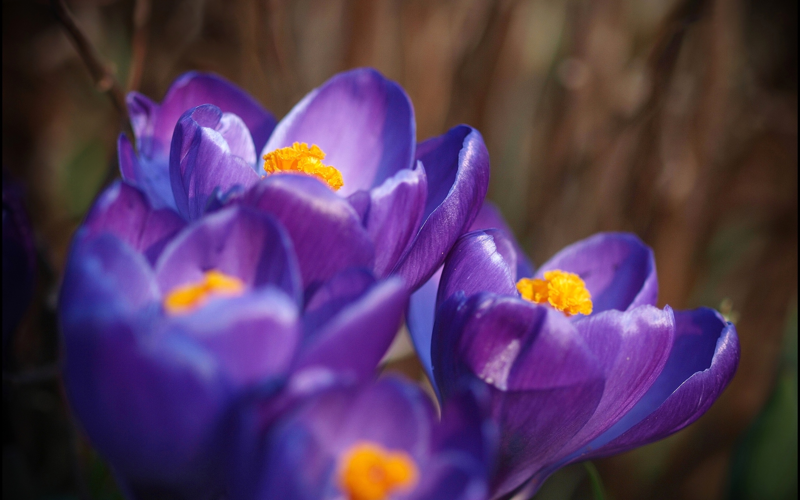 Wallpapers petals crocuses lilac on the desktop