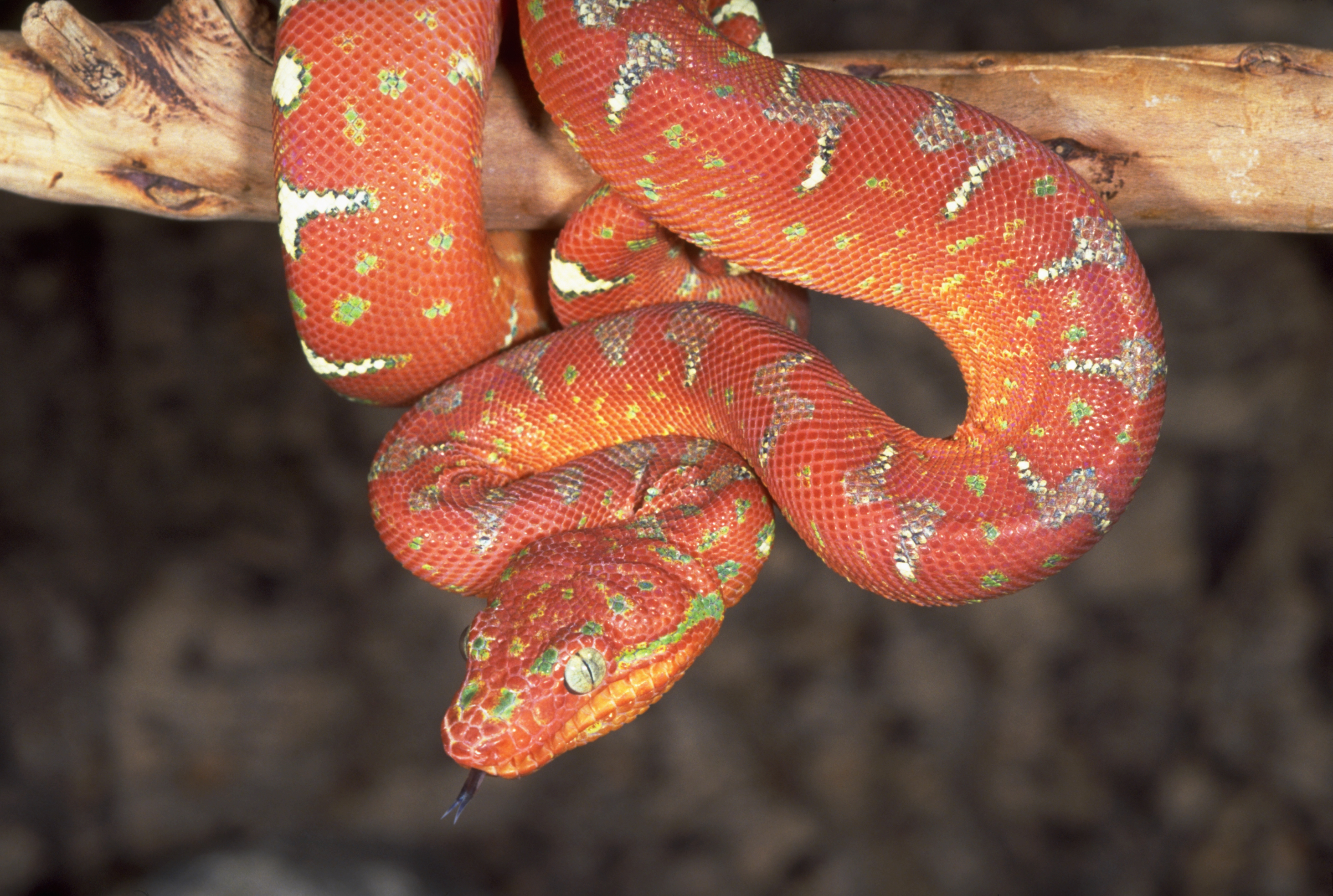 Free photo Download animals snake free Wallpaper