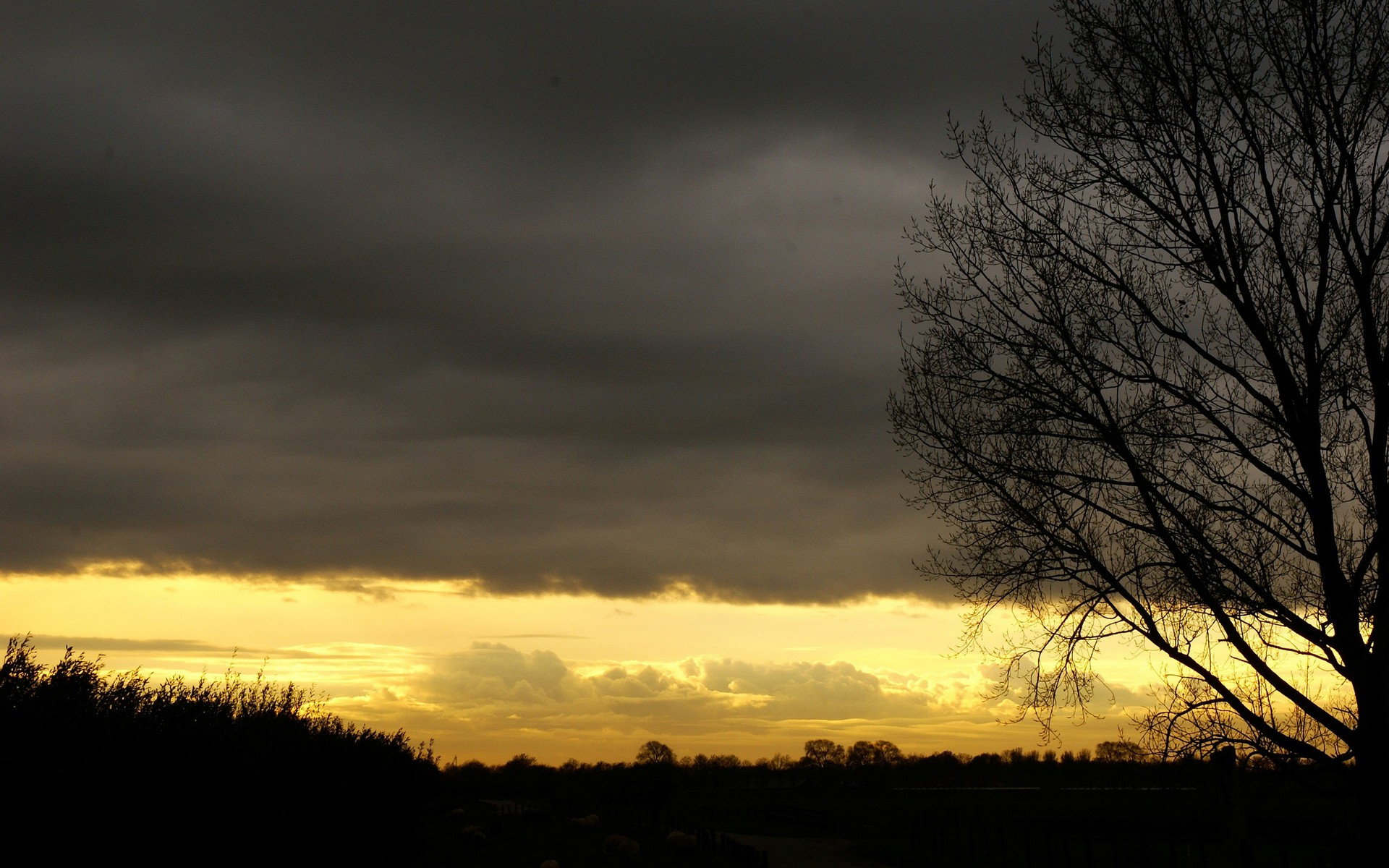 Wallpapers trees dark sky on the desktop