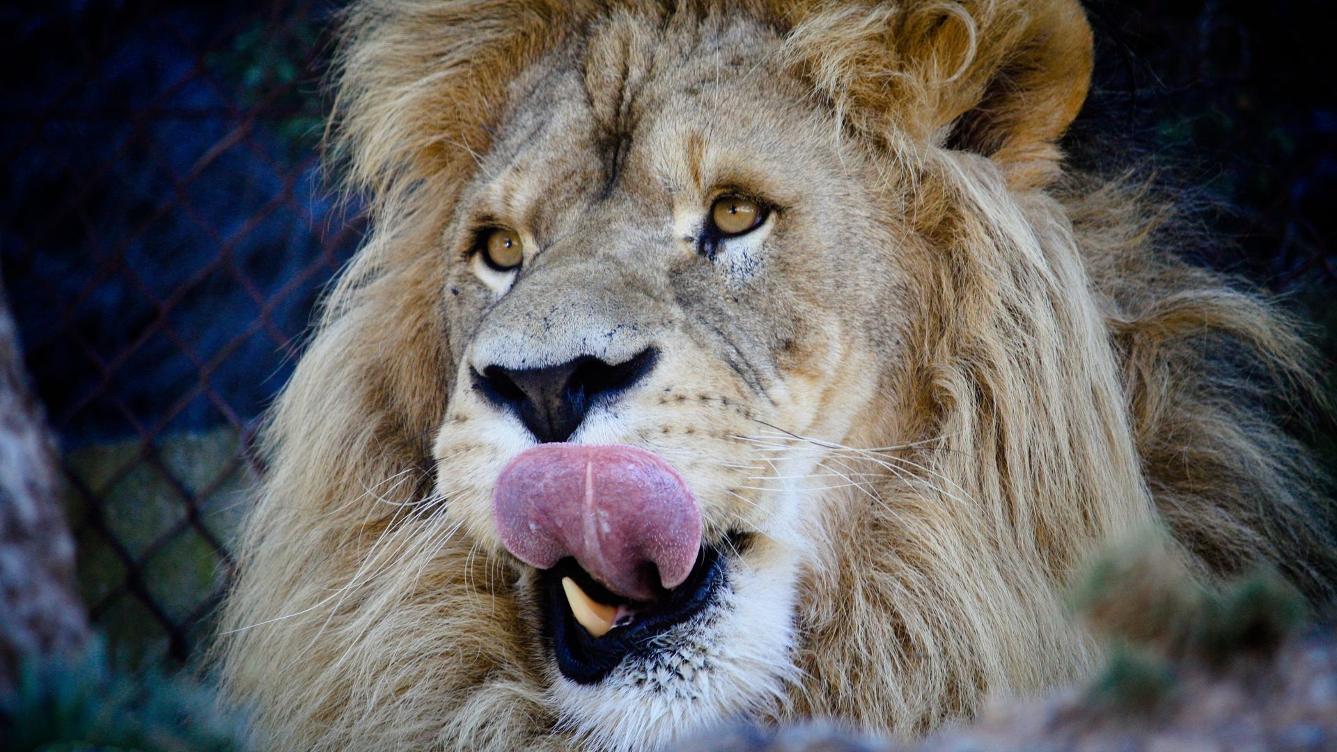 Wallpapers lion muzzle face on the desktop