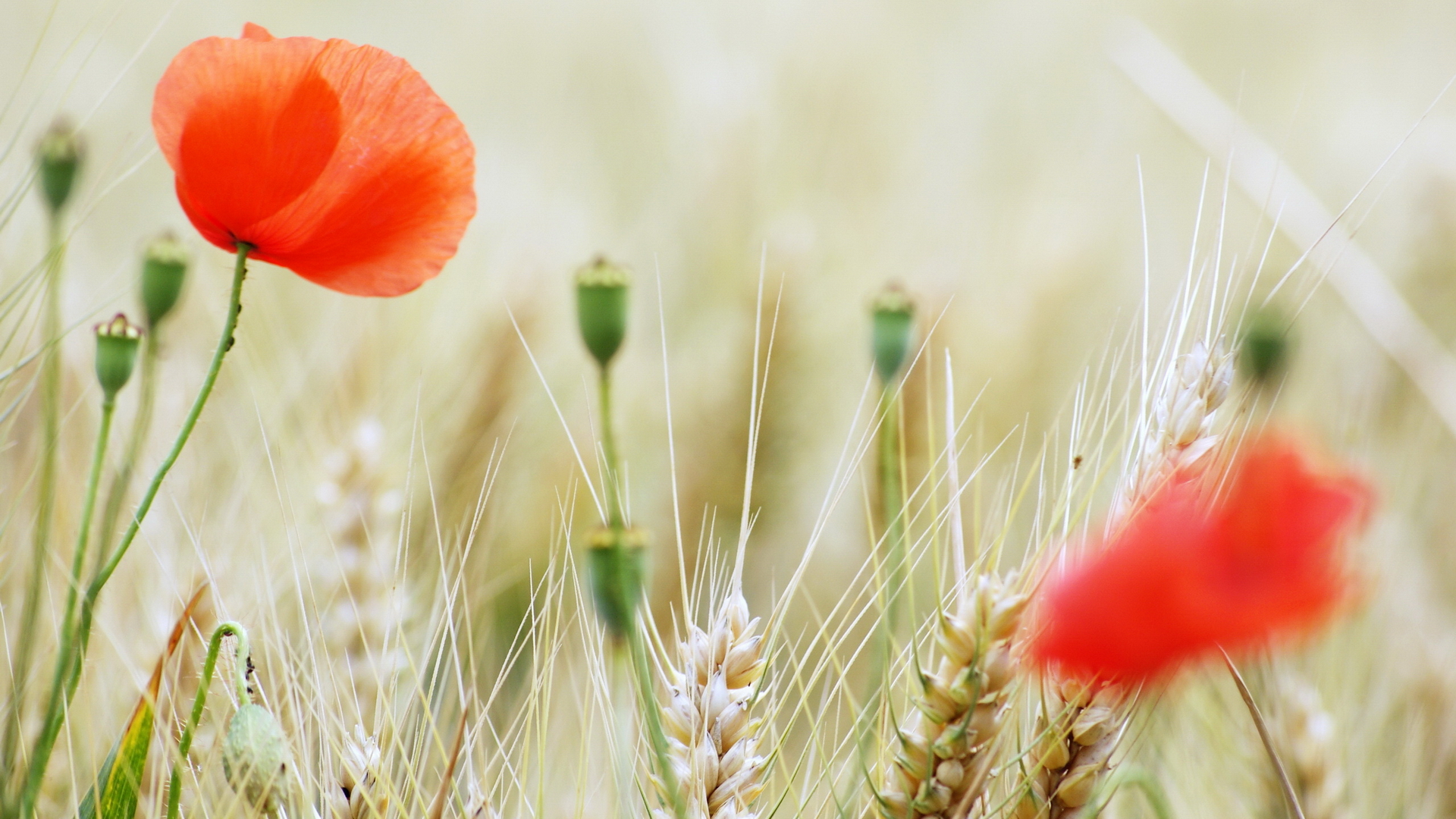 Wallpapers poppies red boxes on the desktop