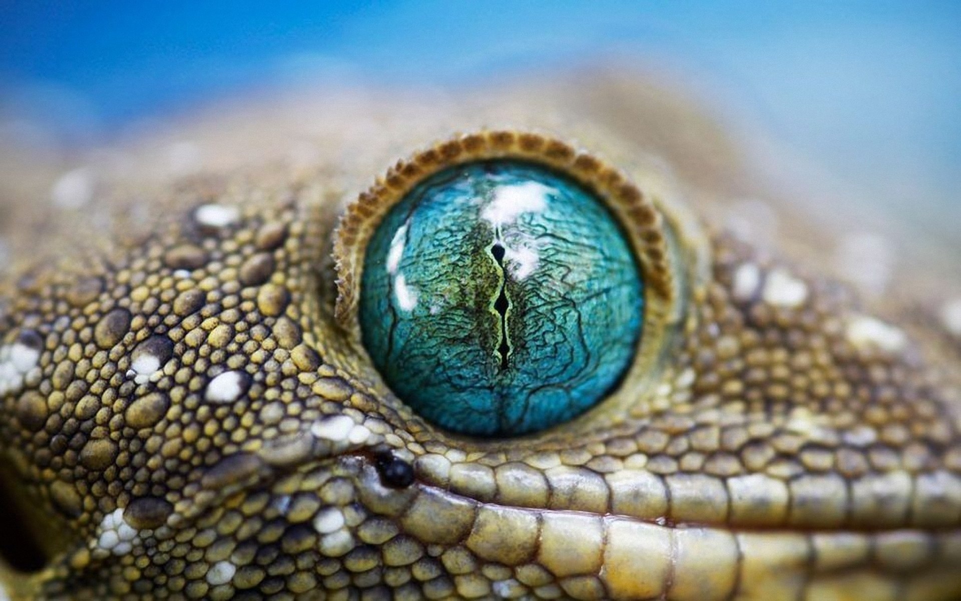 Wallpapers snake eye pupil on the desktop