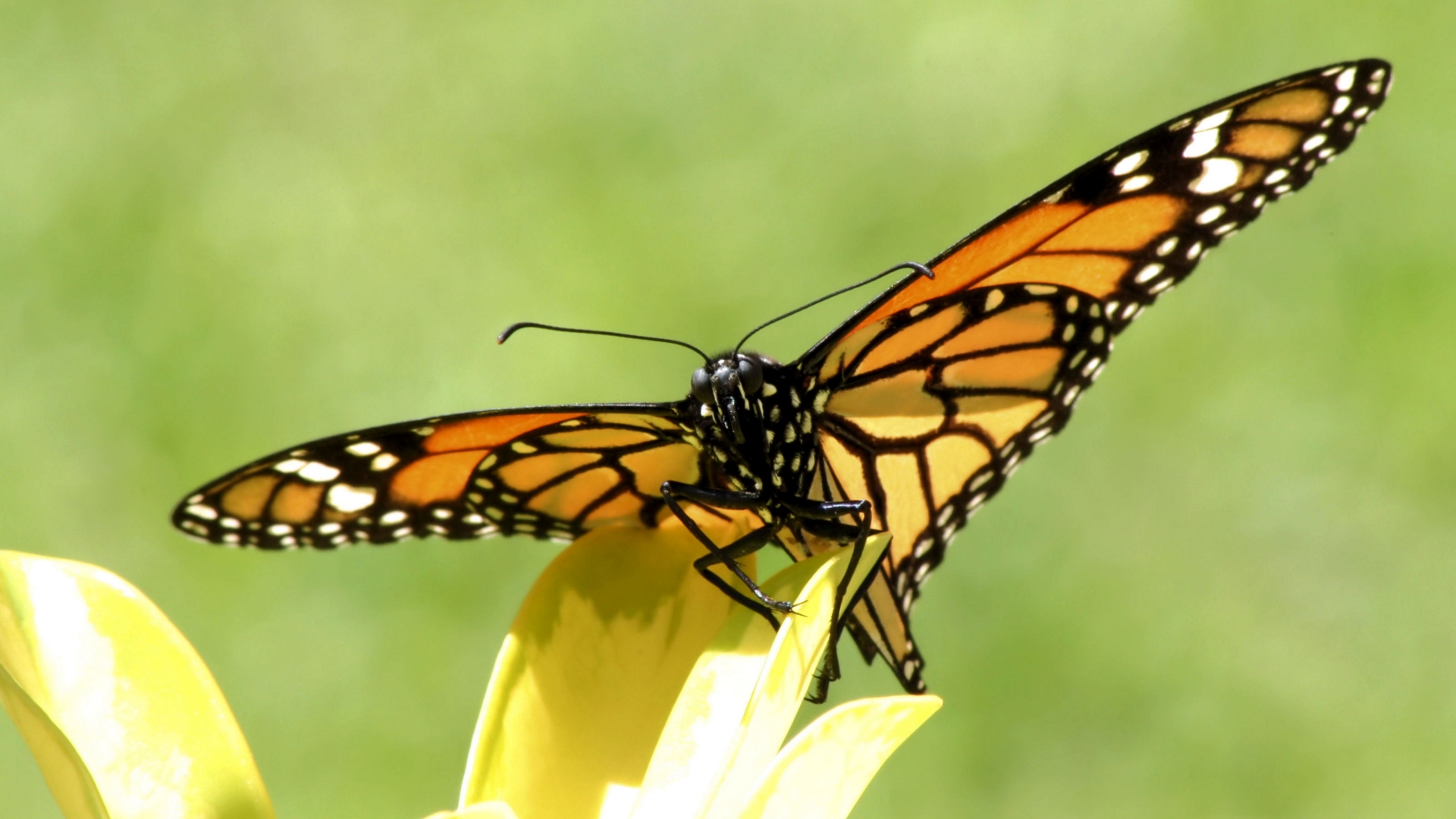 Wallpapers butterfly on a flower petals on the desktop