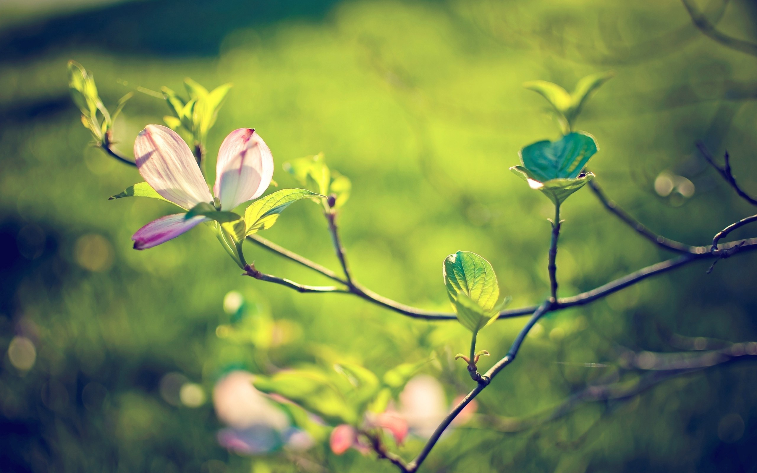 Wallpapers tree branch flower on the desktop