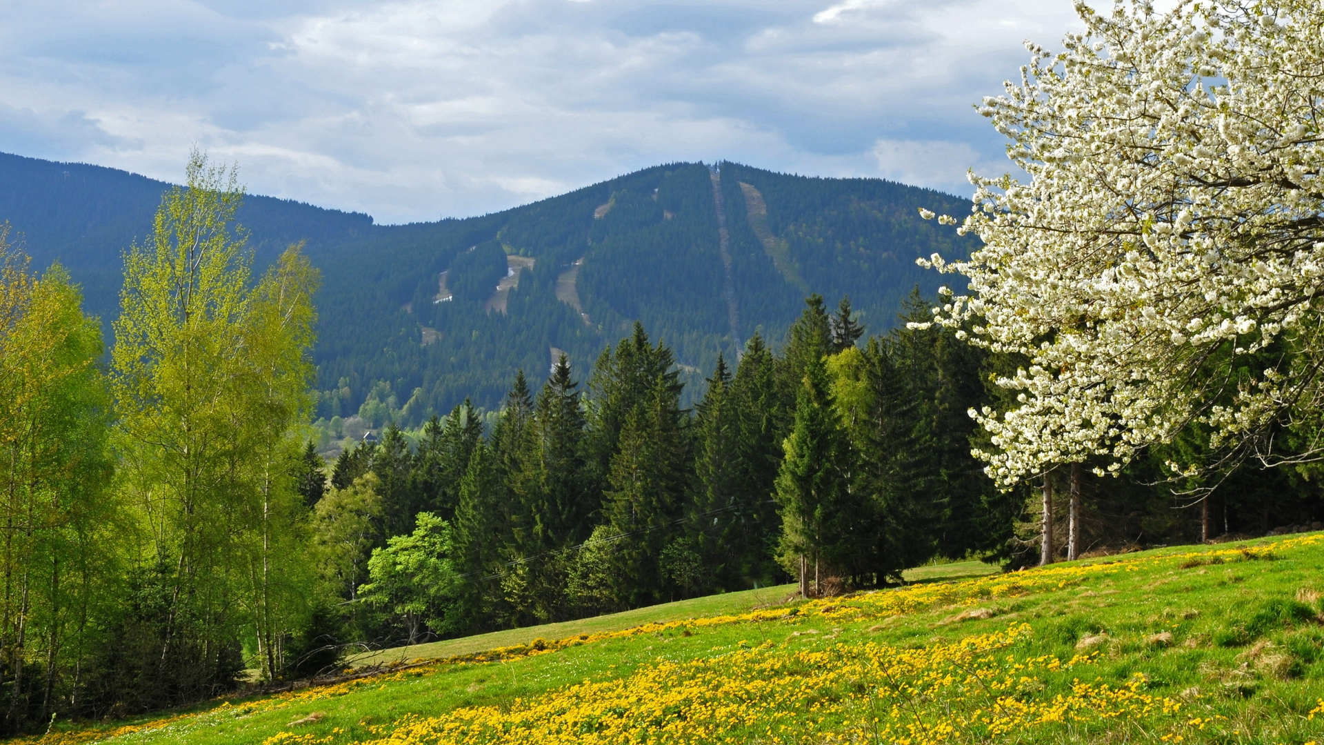 Wallpapers mountains trees glade on the desktop