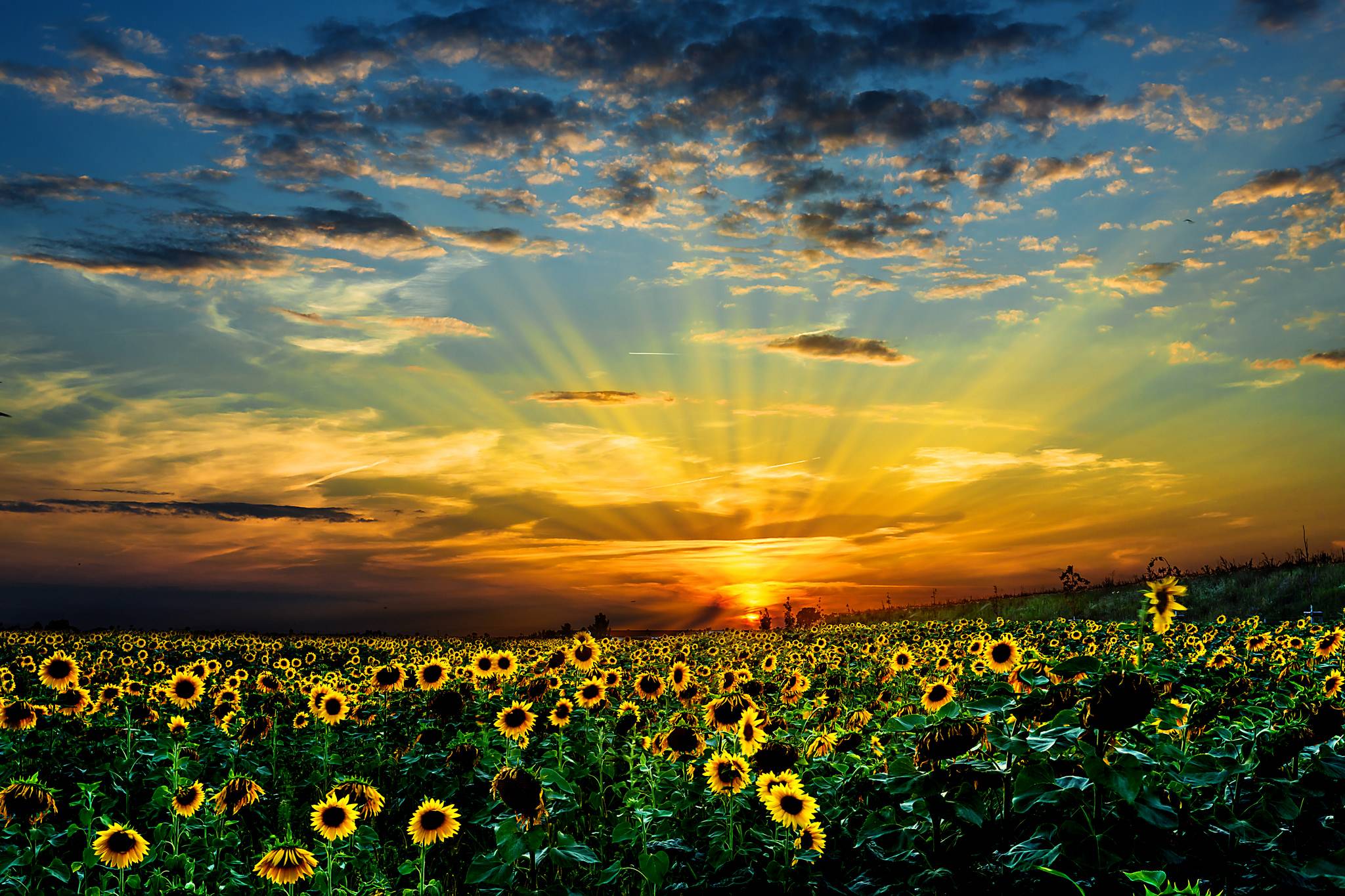 Wallpapers sunset field sunflowers on the desktop