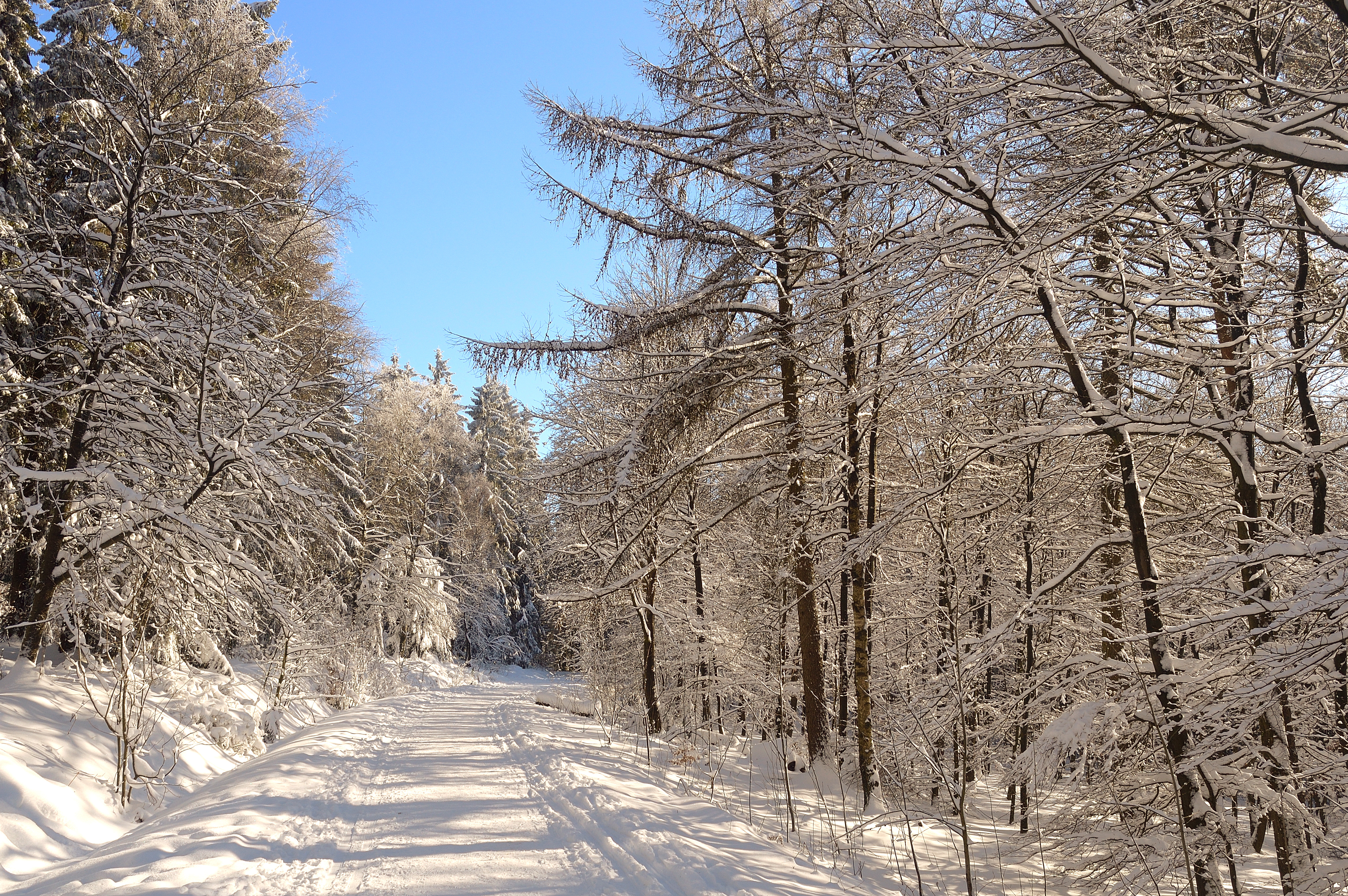 Wallpapers winter winter forest landscapes on the desktop