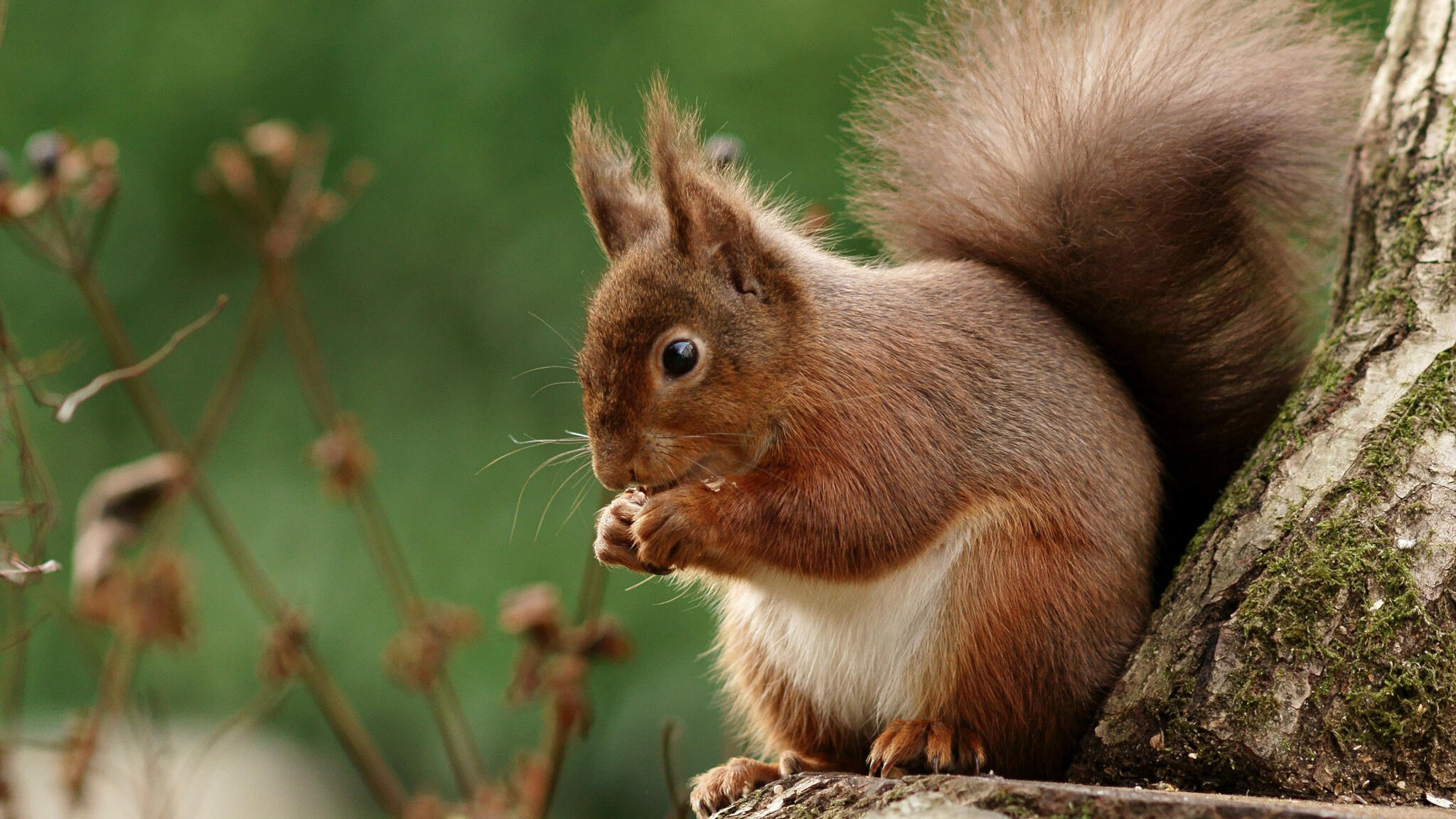 Белка фото животного в хорошем качестве Белка фото животного в хорошем качестве