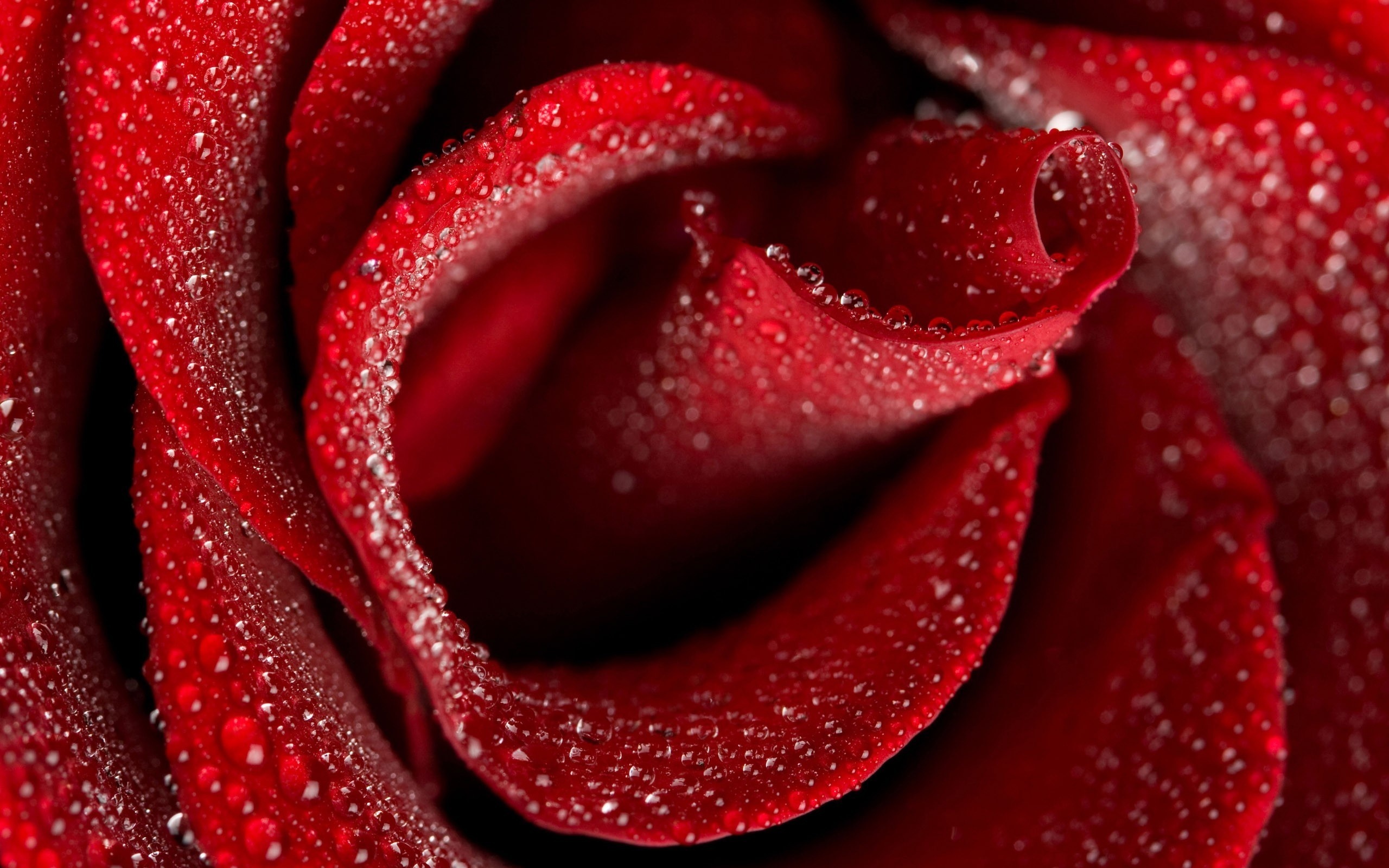 Wallpapers dew red flowers on the desktop