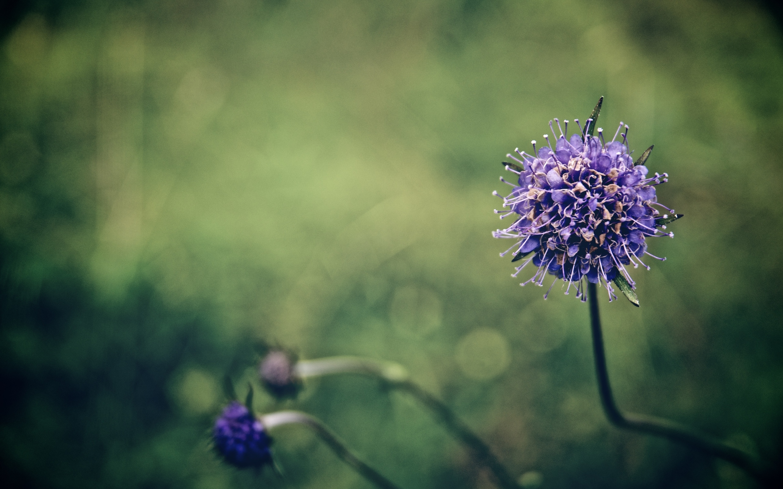 Wallpapers flowers round purple on the desktop