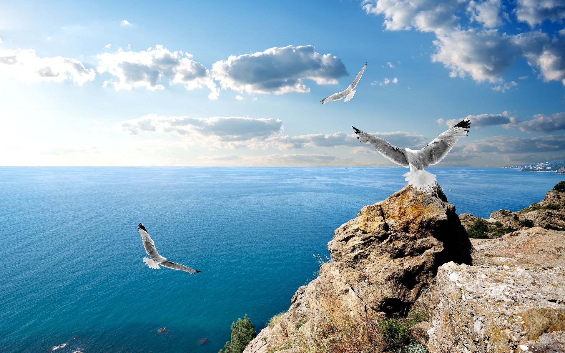 Wallpapers gulls flight sea on the desktop