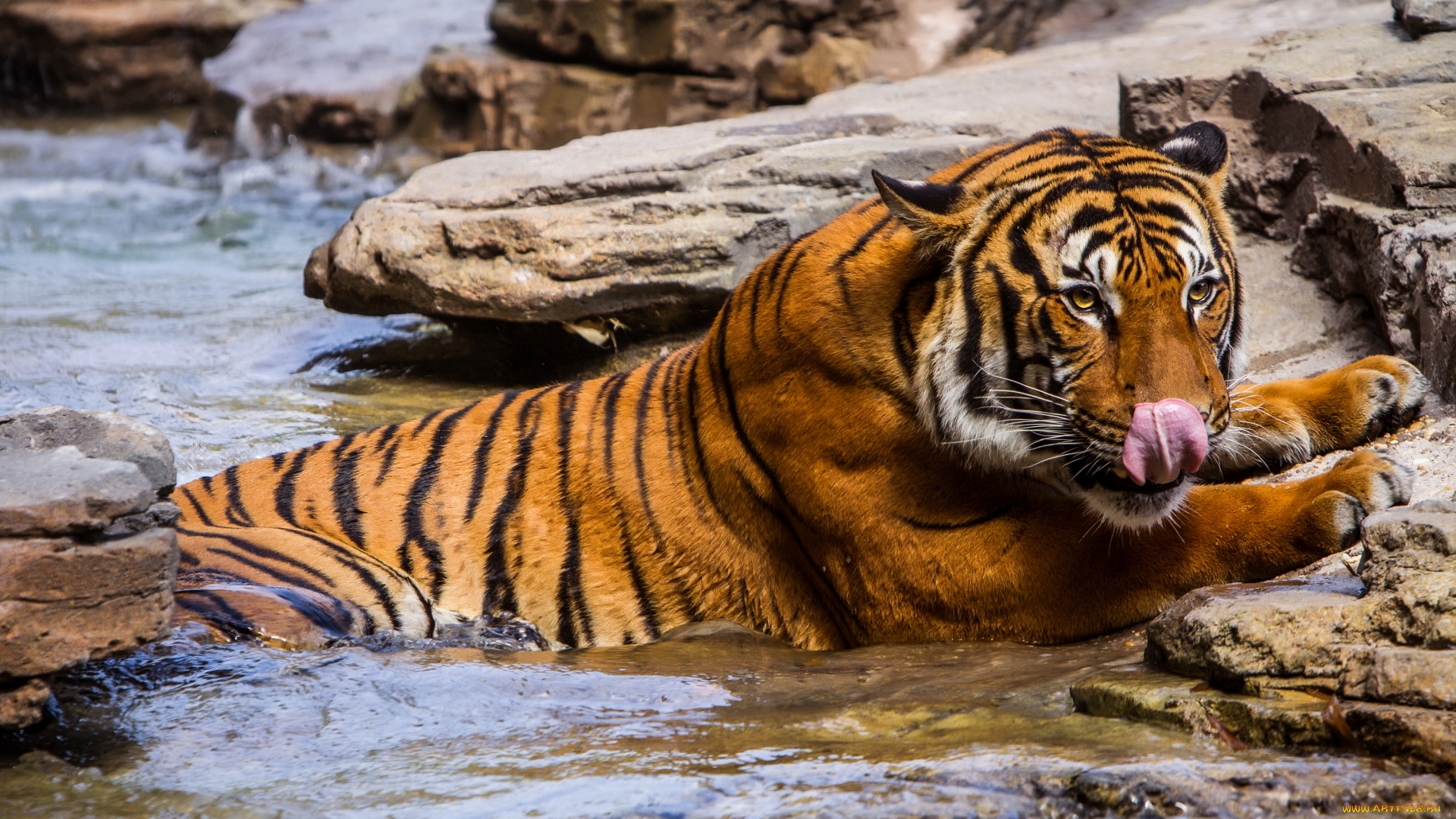 Wallpapers ears stones tiger on the desktop