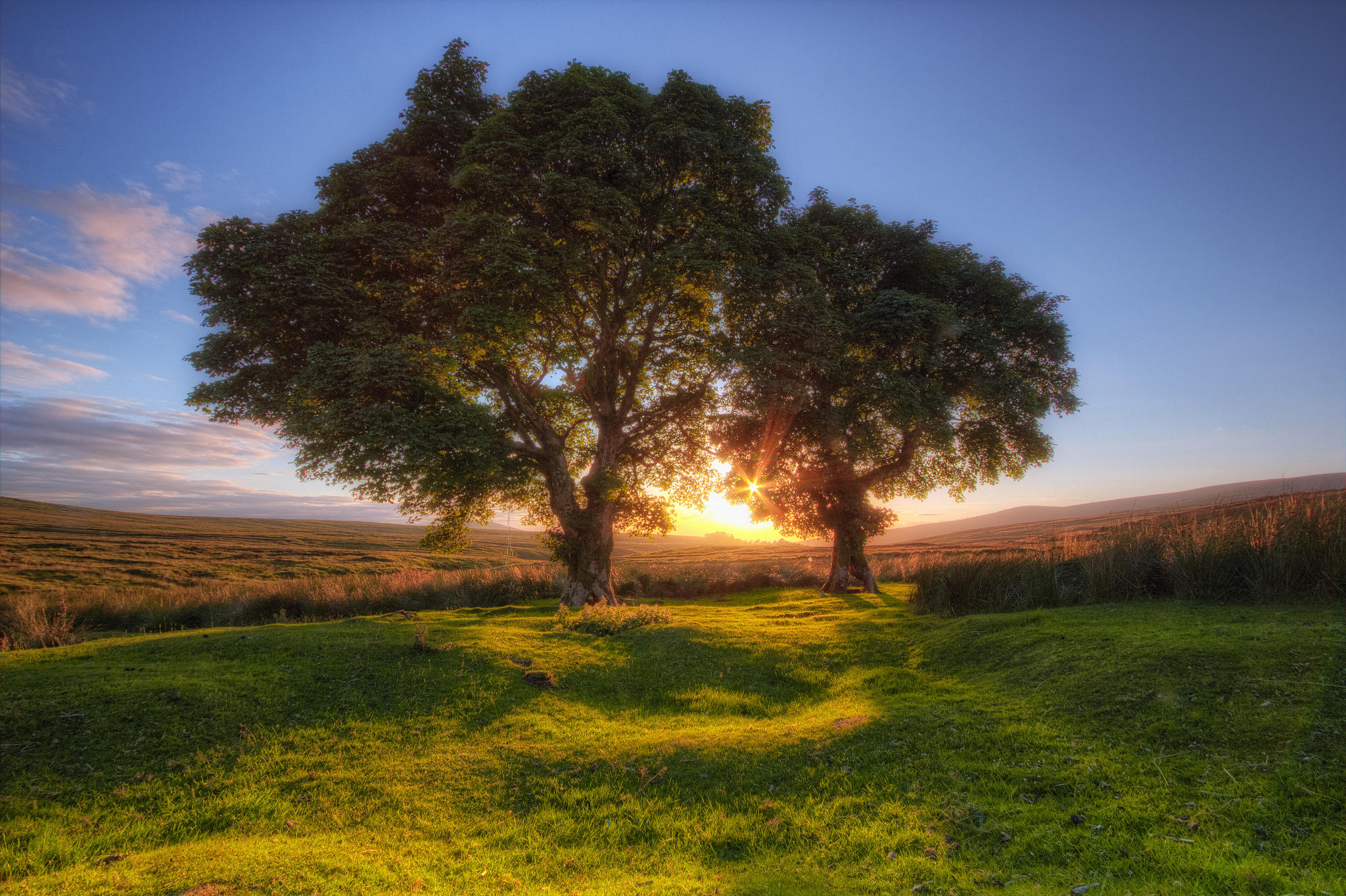 Free photo Two old trees in a large field during sunset