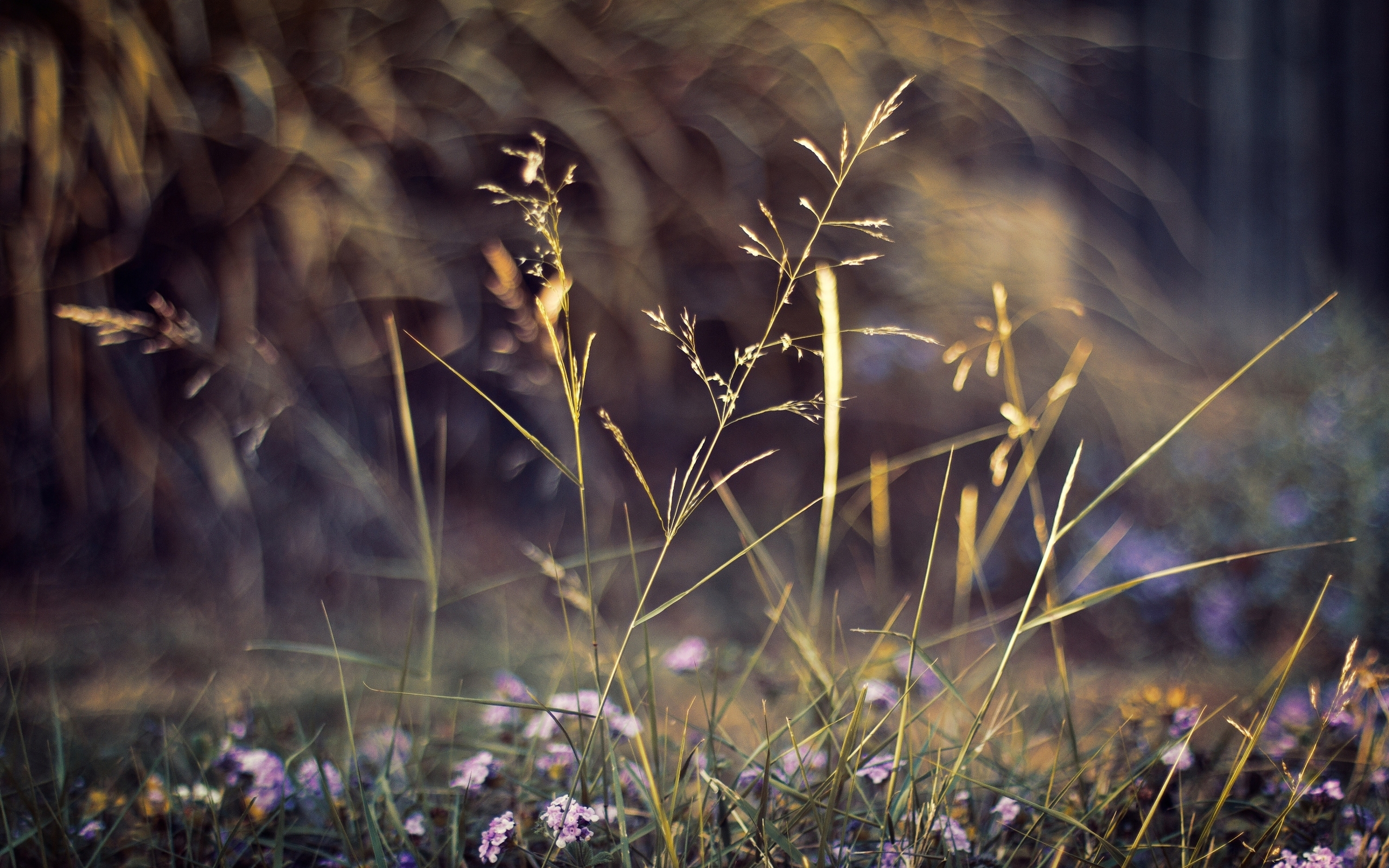 Wallpapers macro nature plants on the desktop