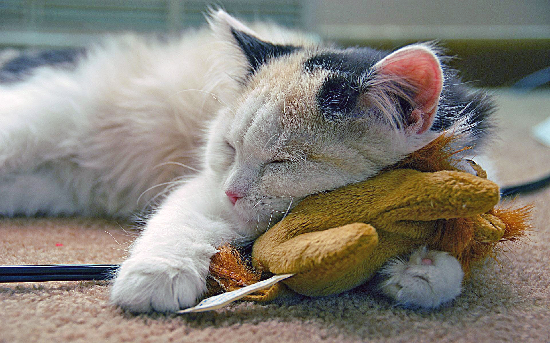 Wallpapers cat sleeping without hind legs on the desktop