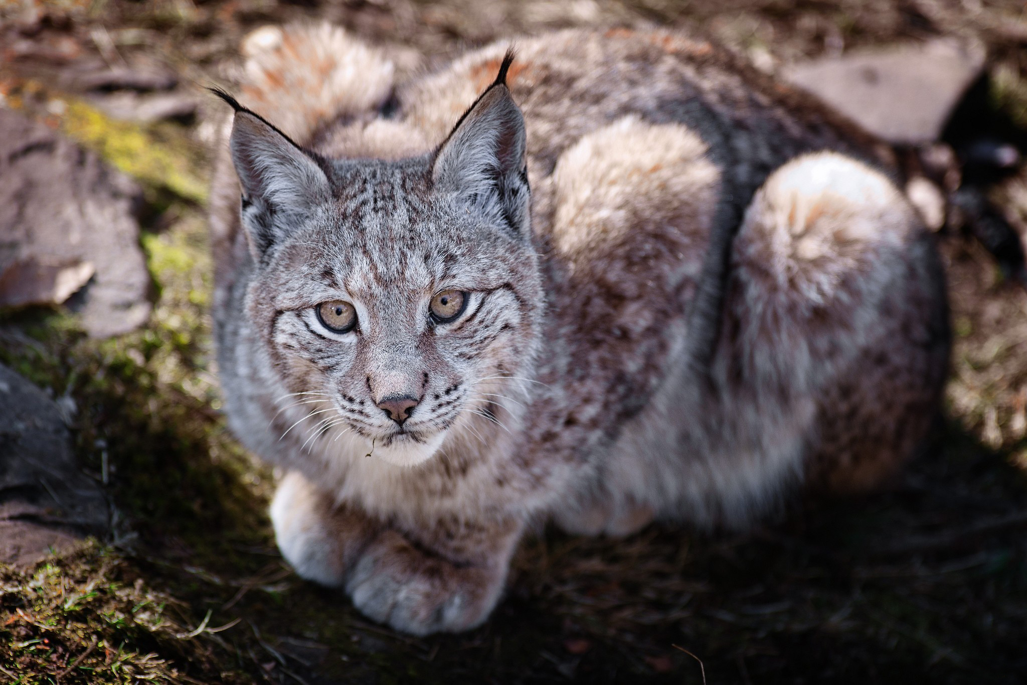 Wallpapers lynx gray wool on the desktop