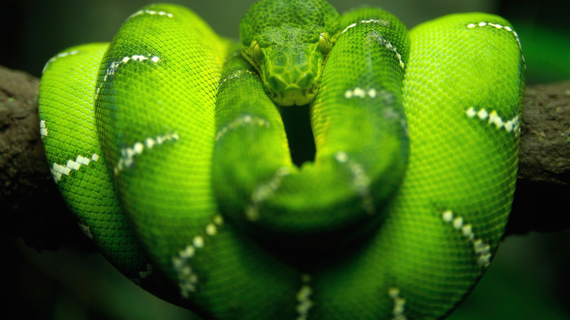 Wallpapers snake green beautiful on the desktop