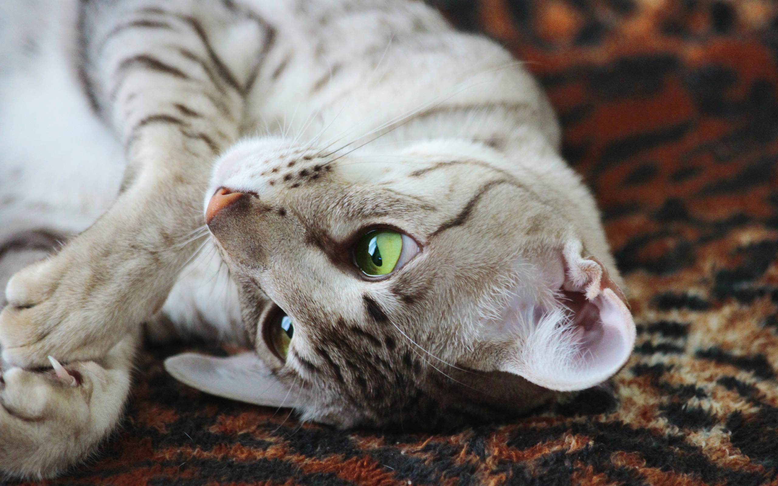 桌面上的壁纸小猫 猫 地毯