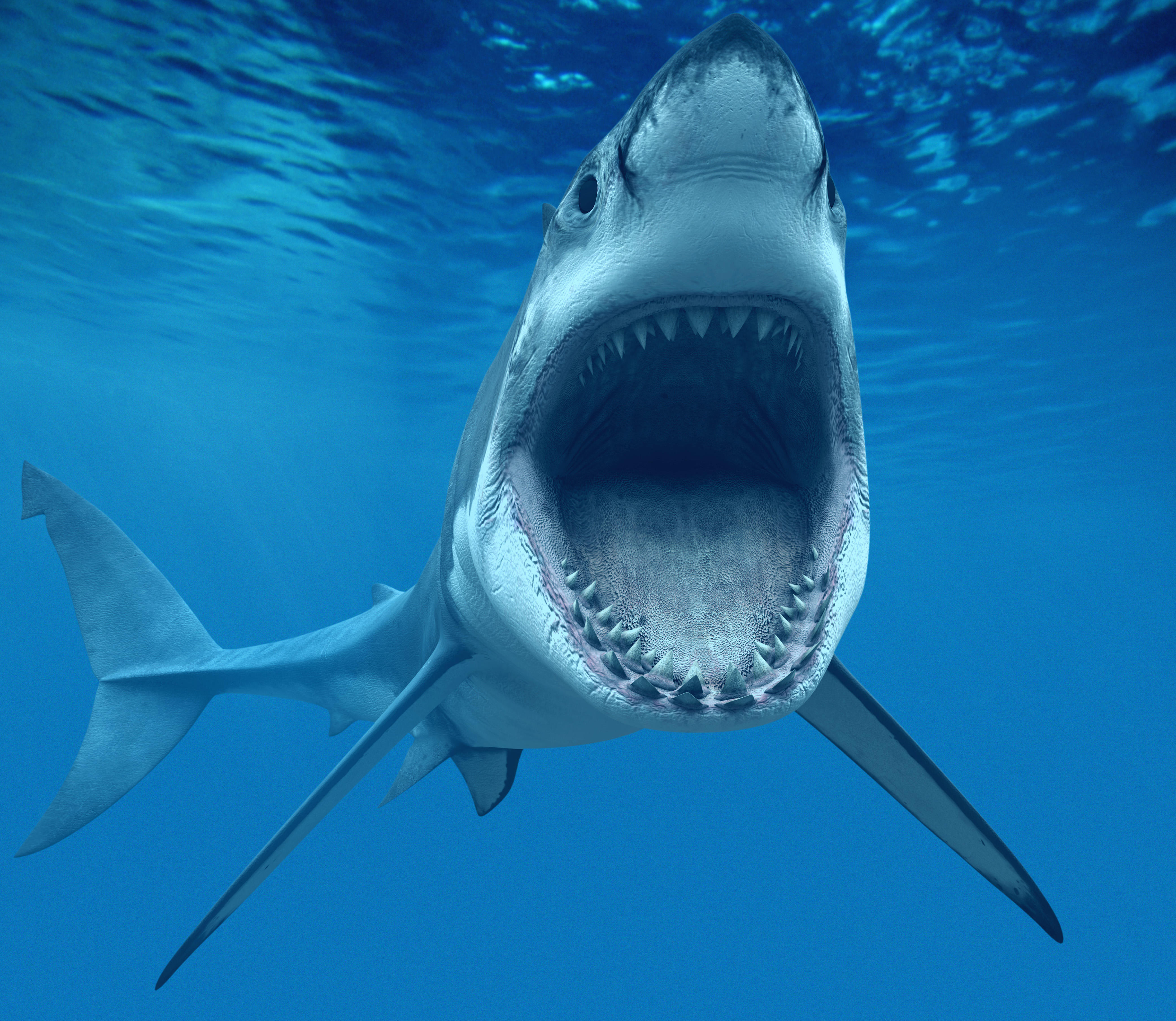 Wallpapers sharks mouth fangs on the desktop