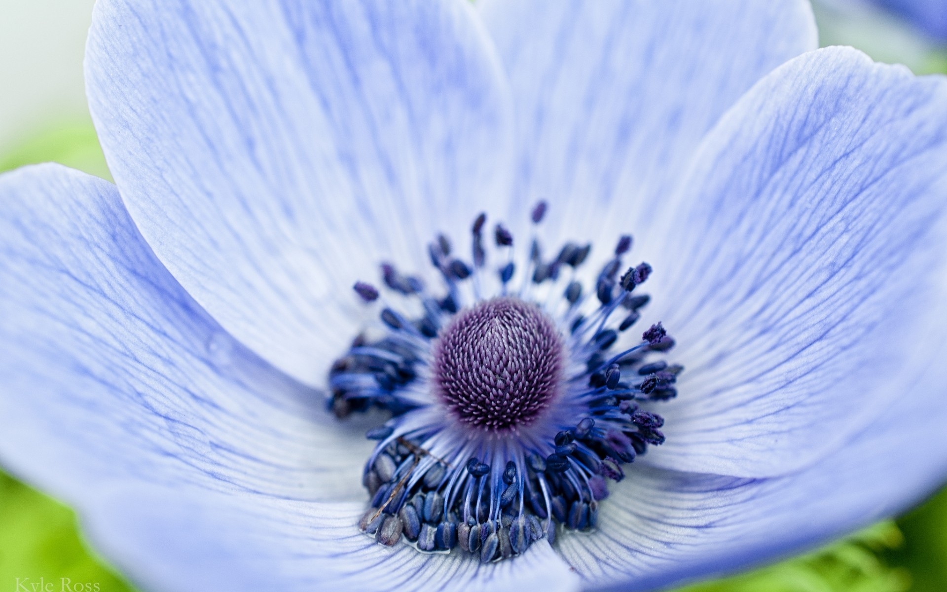 Wallpapers flowers chamomile petals on the desktop