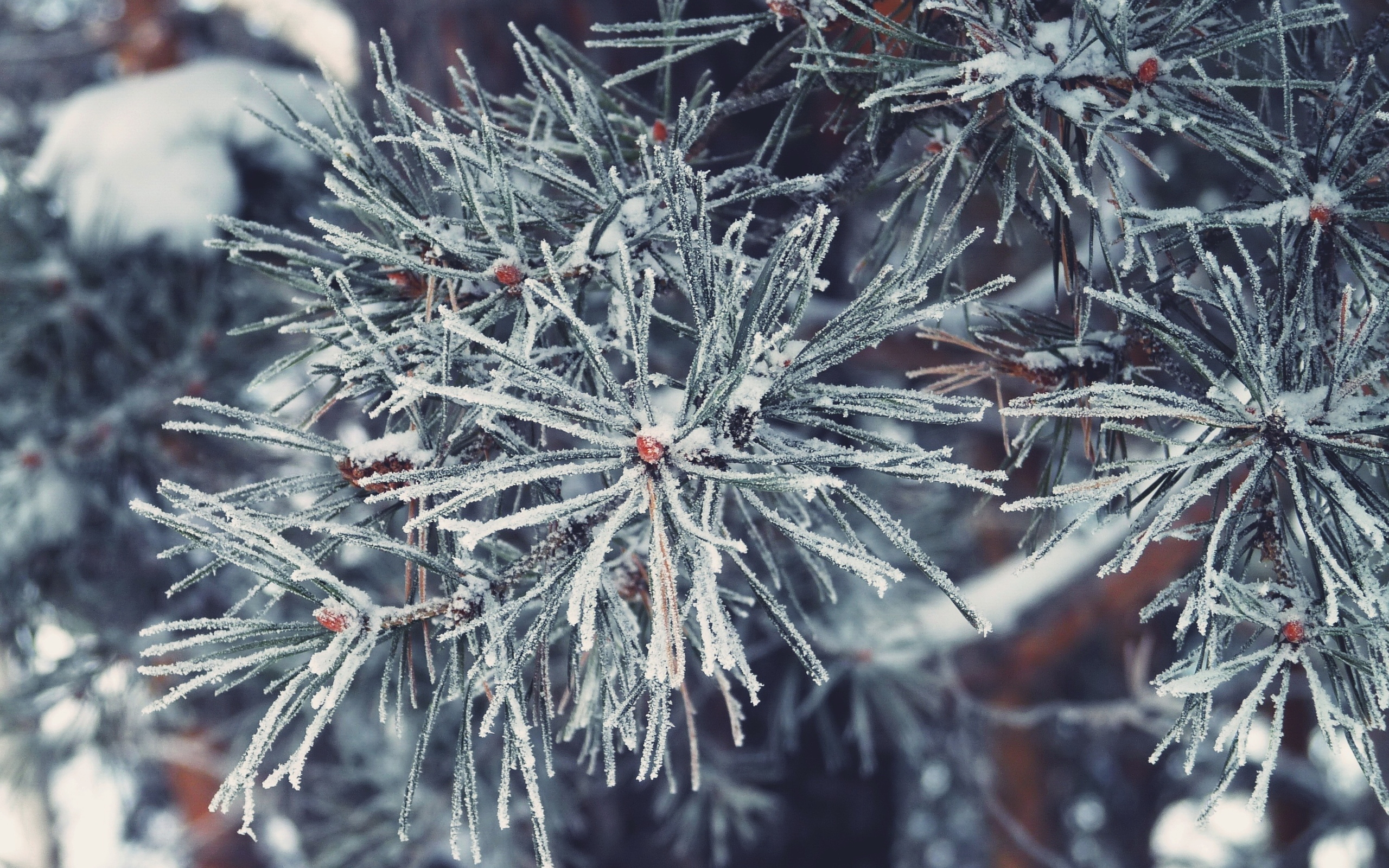 免费照片覆盖着冰霜的圣诞树针叶