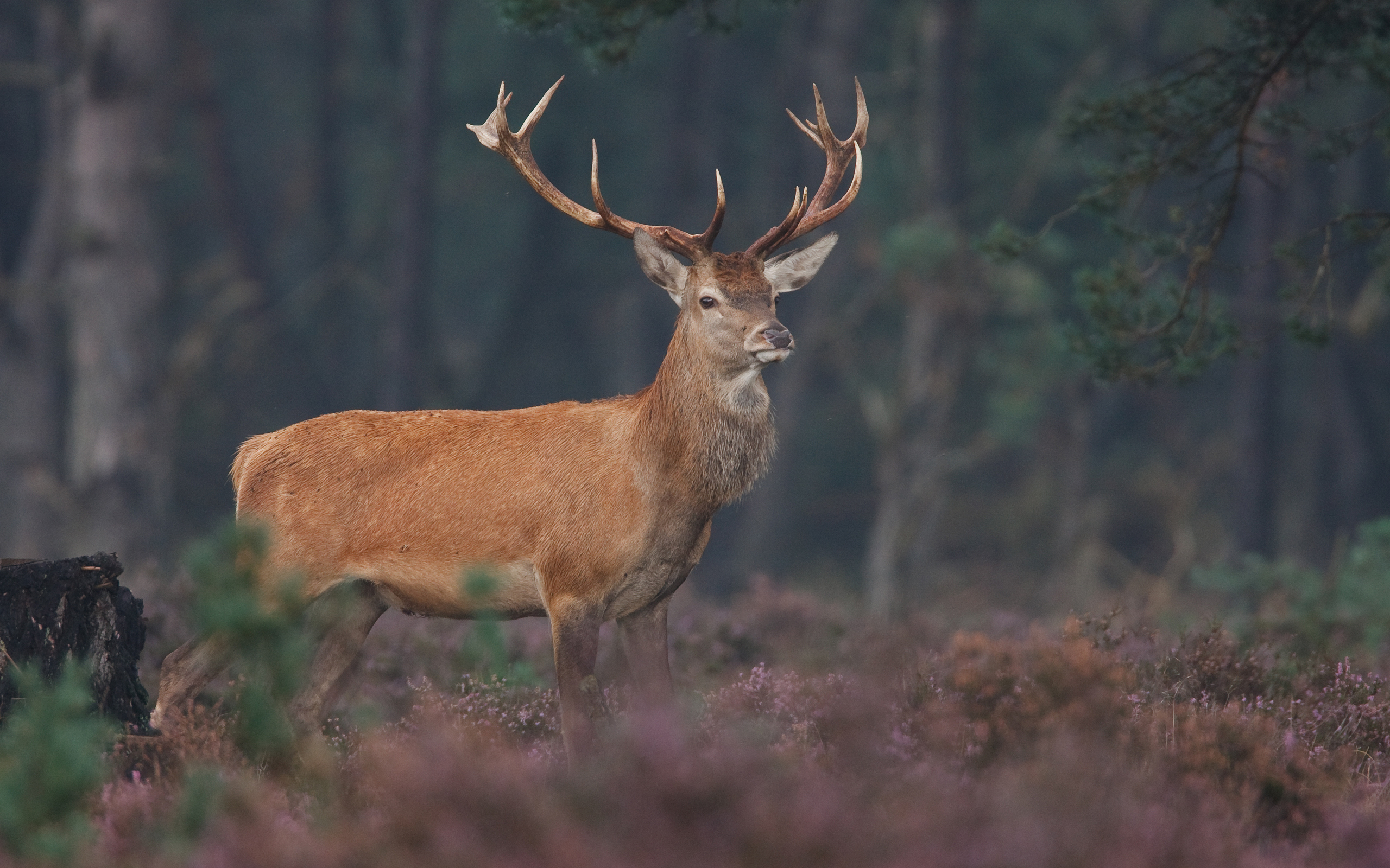 Wallpapers animals forest horns on the desktop