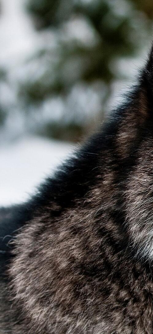 Обои чёрно-серый волк снег янтарные глаза на рабочий стол