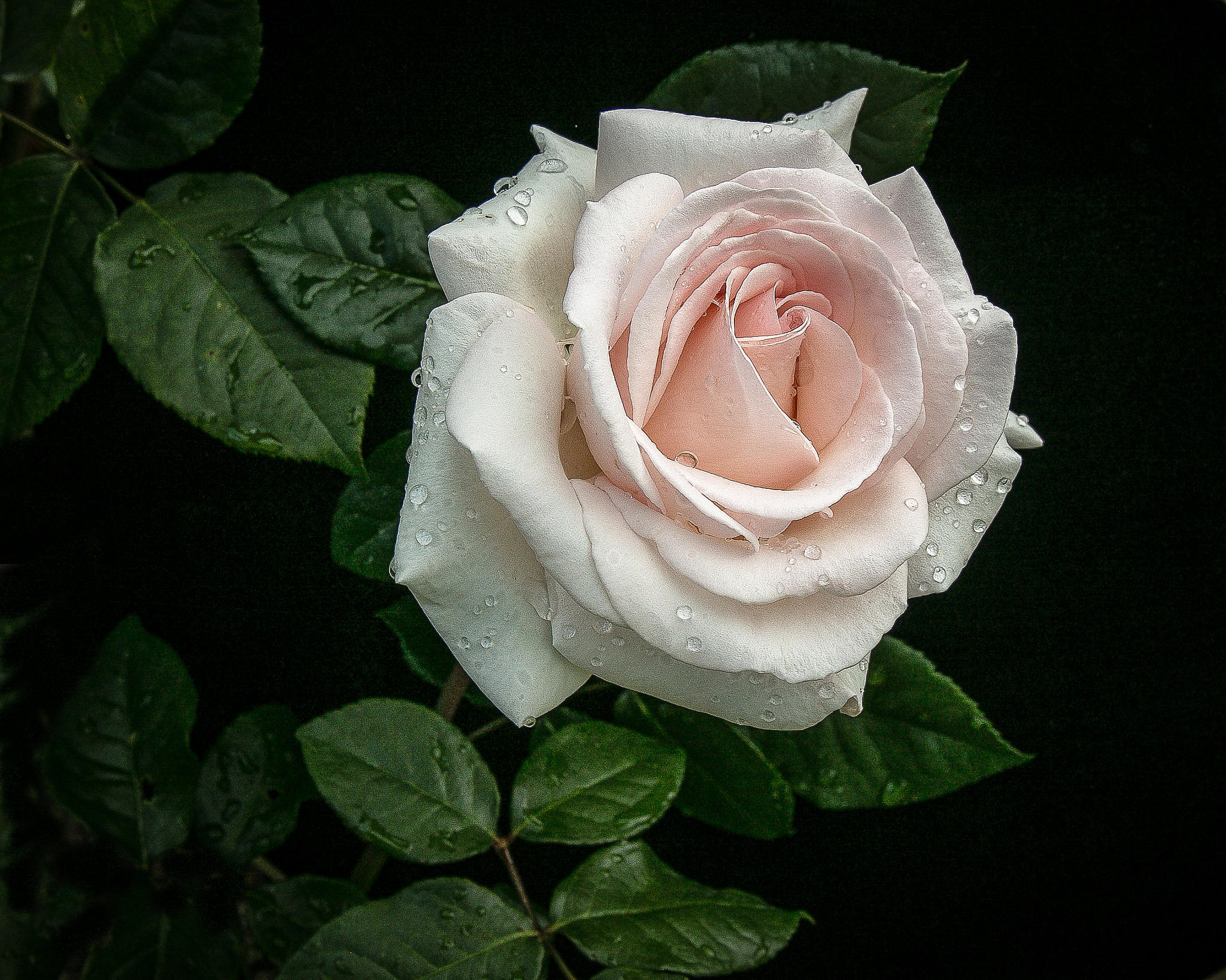 Wallpapers white rose drops of water drops of rain on the desktop