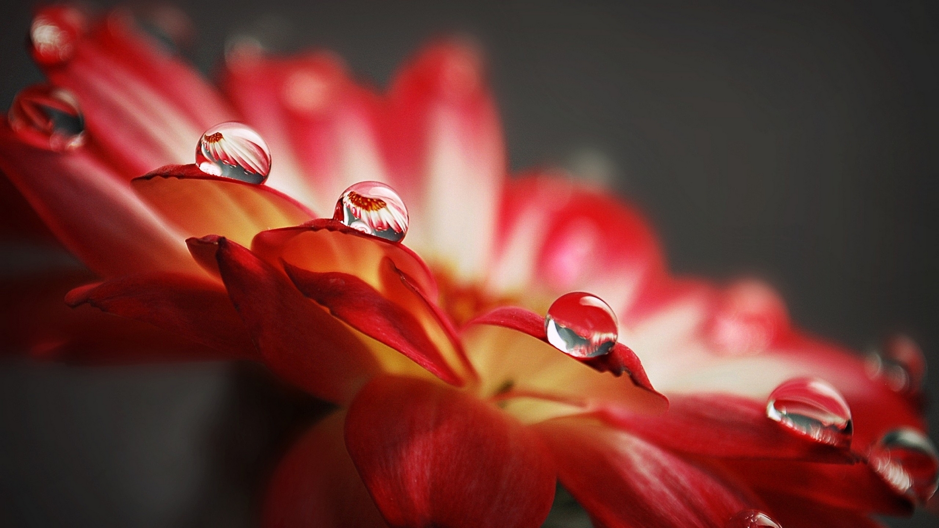 Wallpapers flower petals drops on the desktop