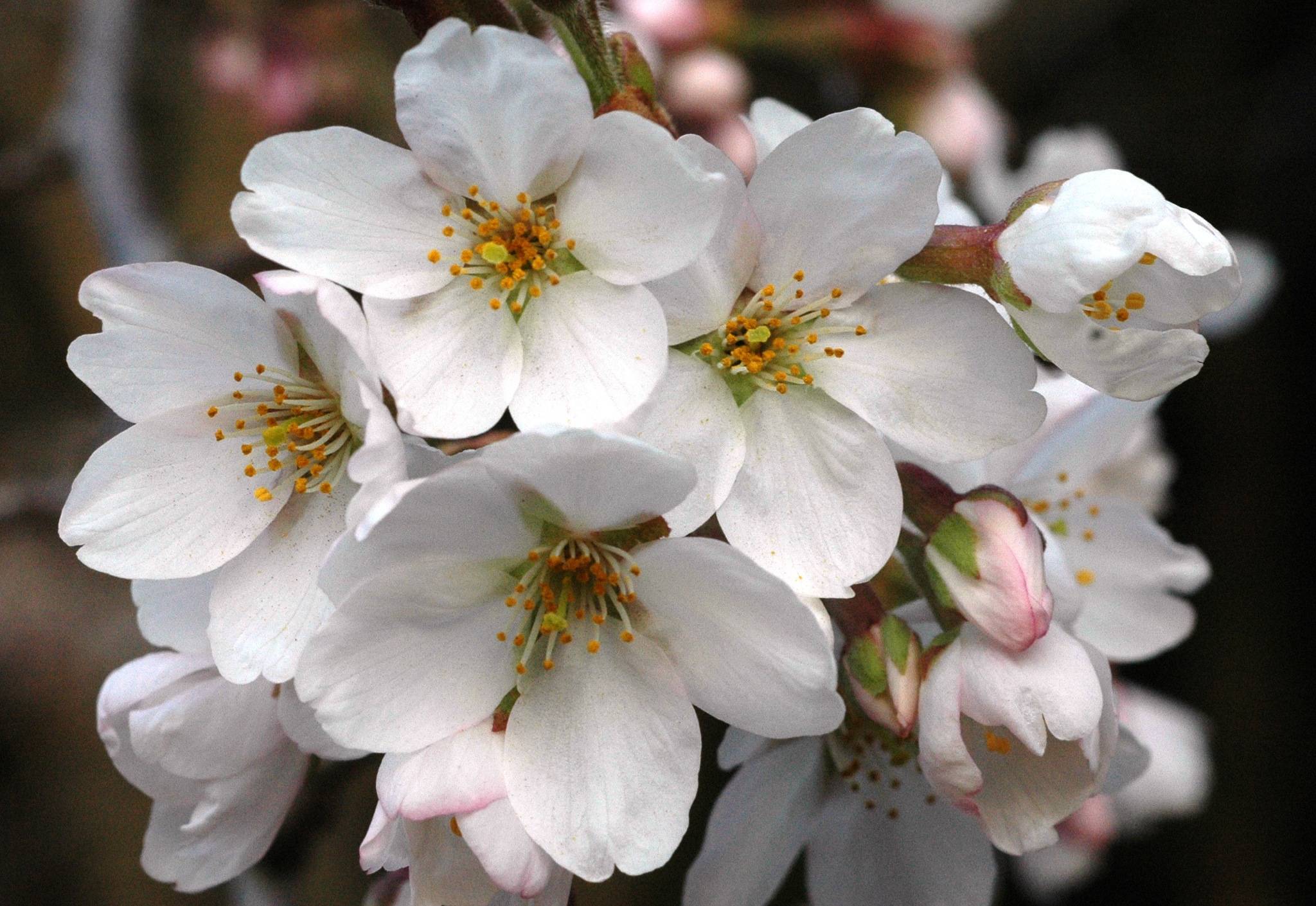 Wallpapers flowers white flowers the flowering on the desktop