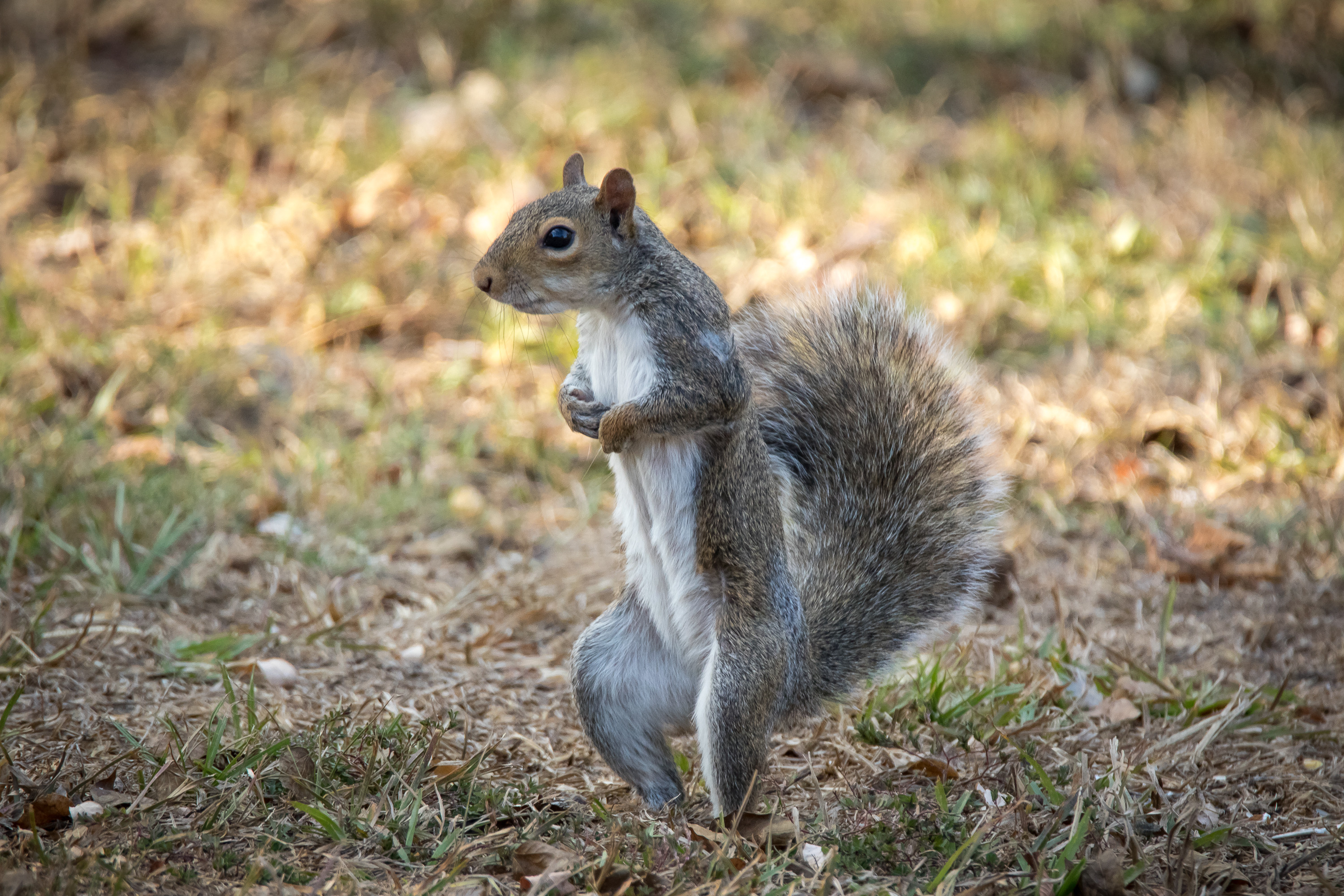 Wallpapers squirrel animals grass on the desktop