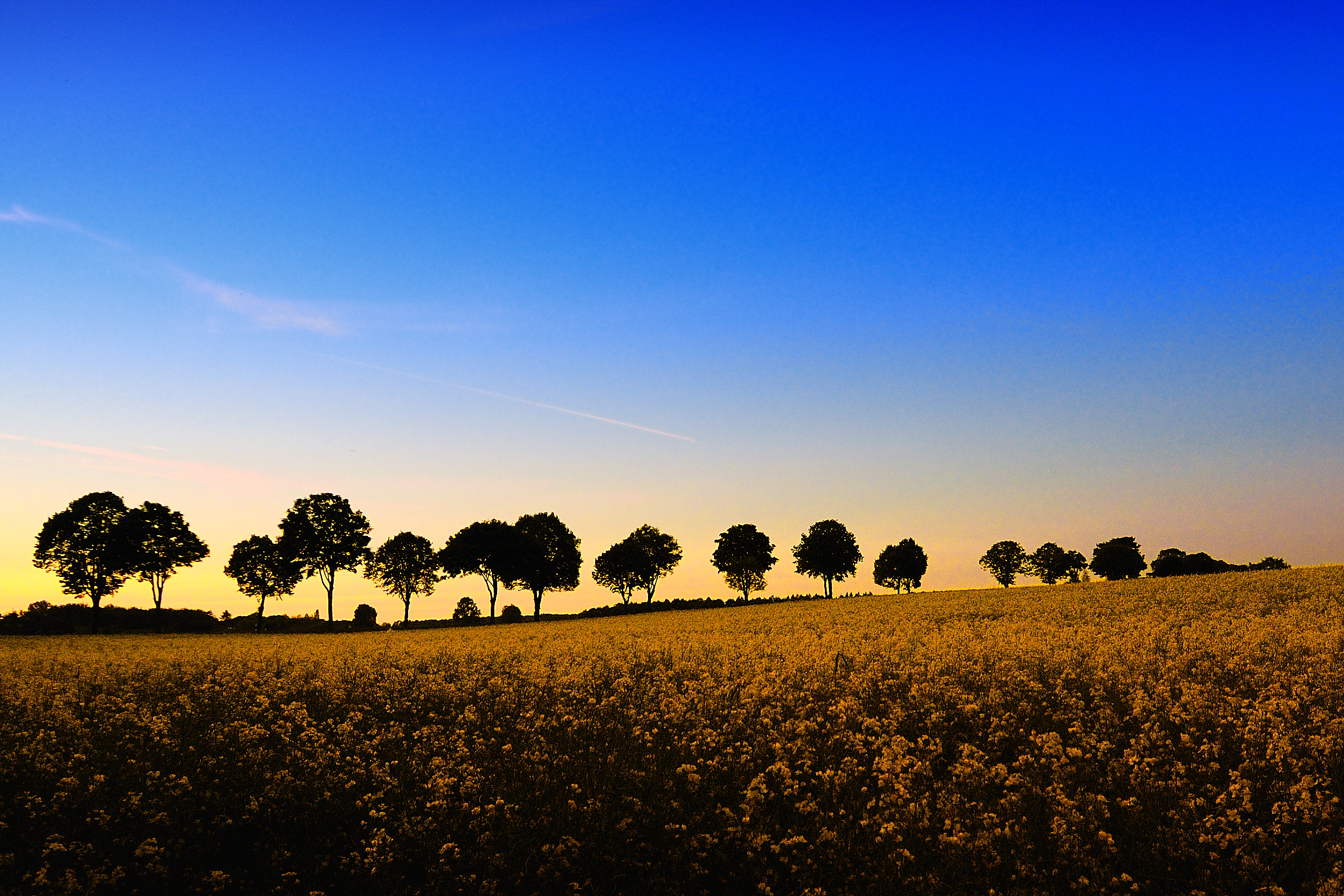 Wallpapers yellow field flowers darkens on the desktop