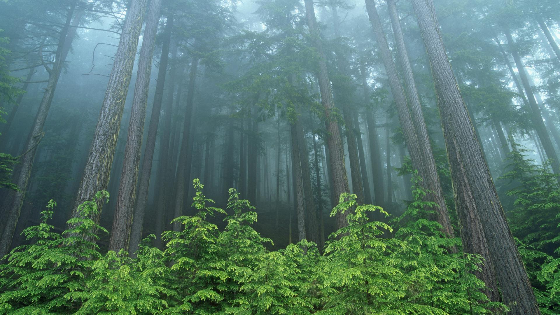 迷雾针叶林