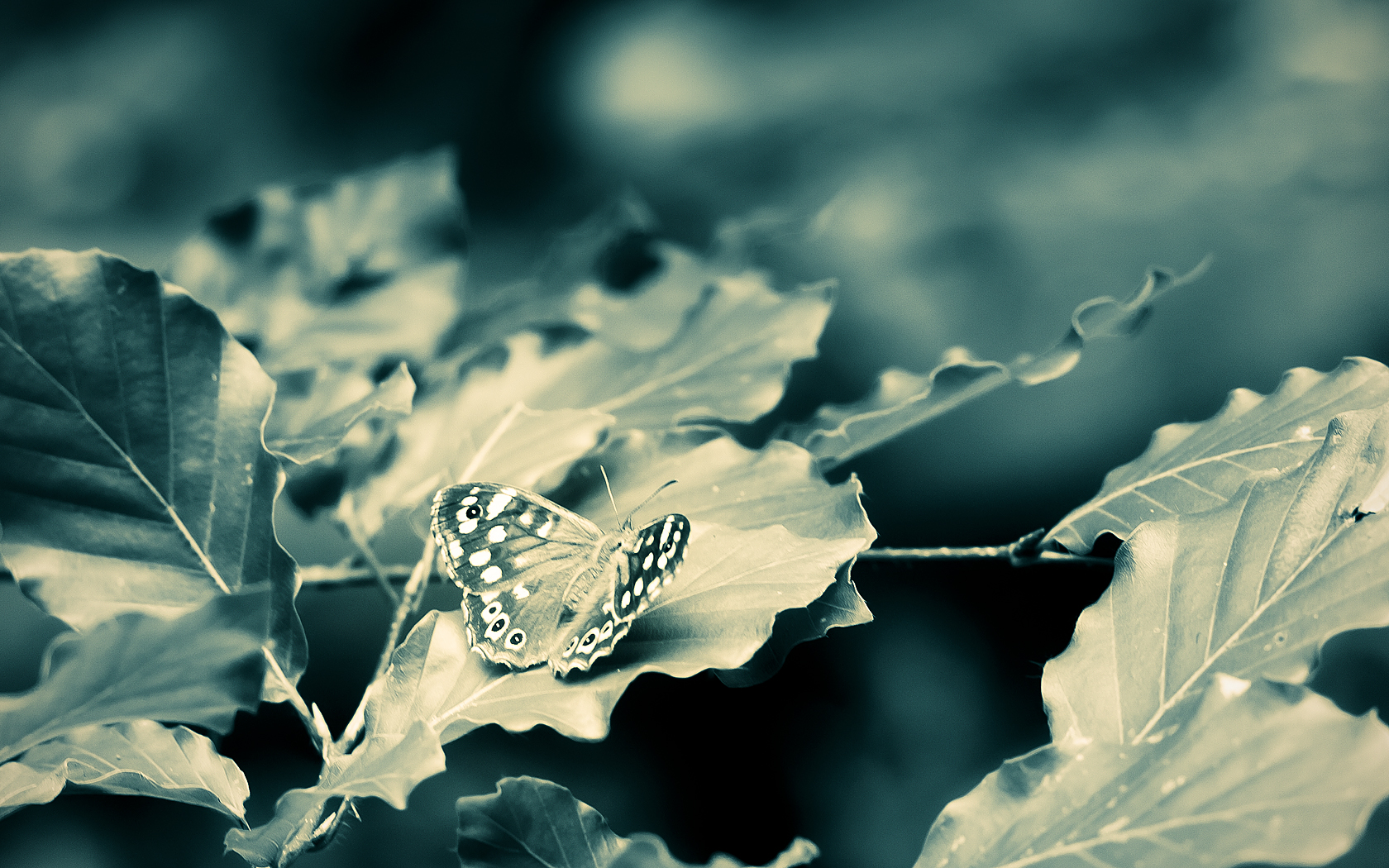 免费照片一只蝴蝶坐在植物的叶子上