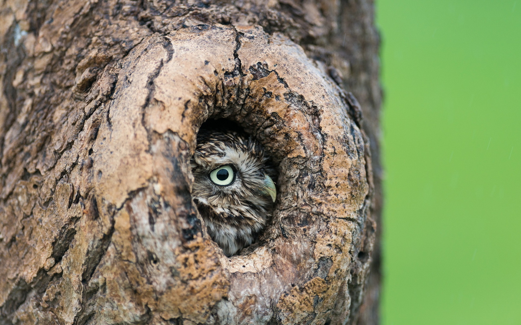 Wallpapers tree owl feathers on the desktop