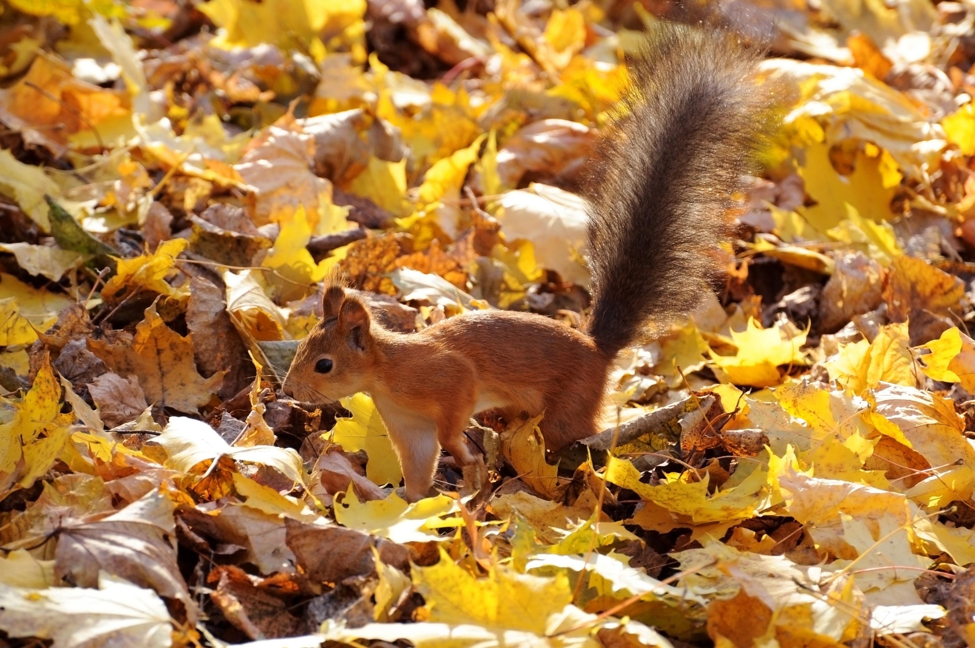 Wallpapers squirrel red fluffy tail on the desktop