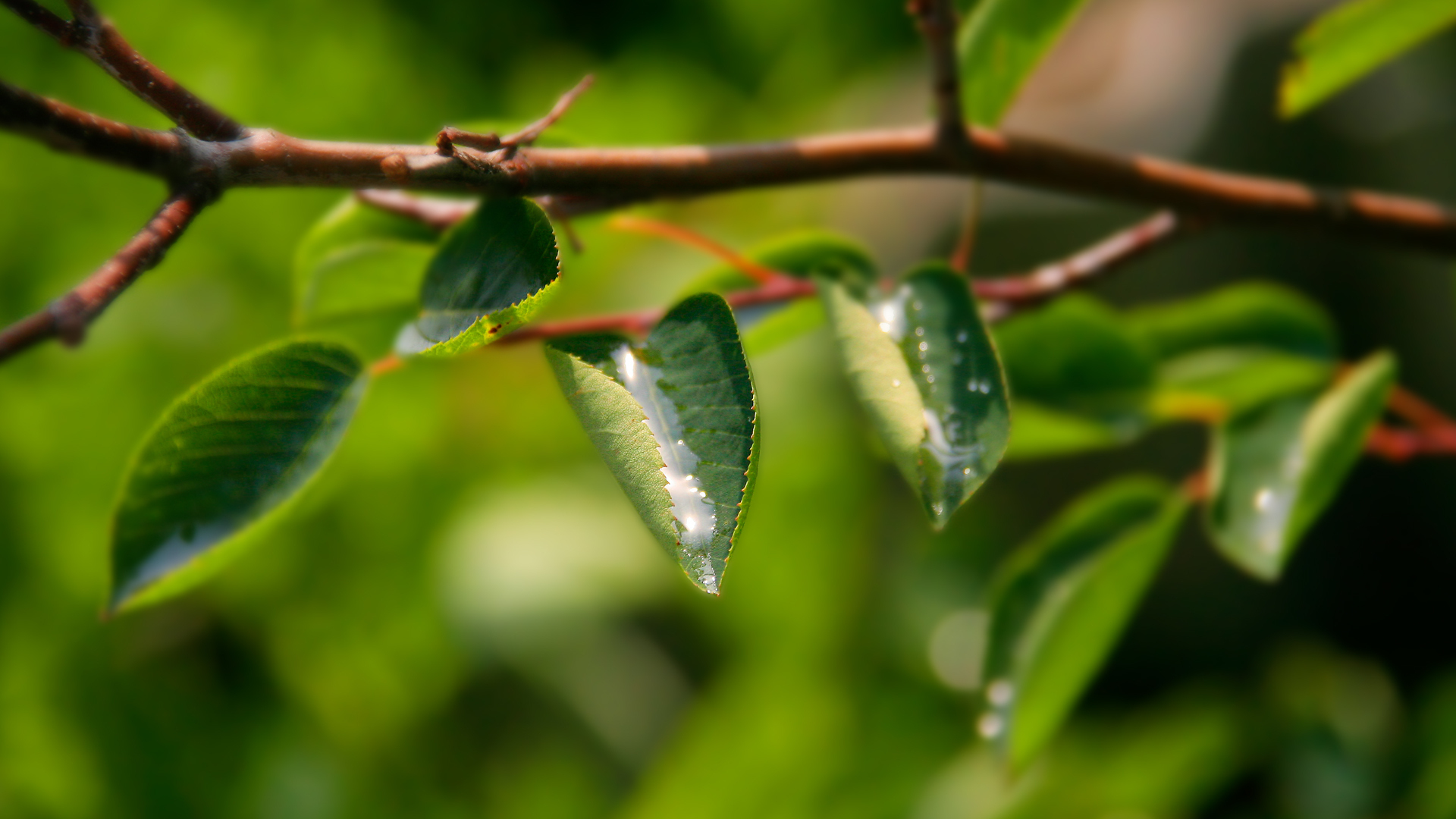 Wallpapers branch leaves greens on the desktop