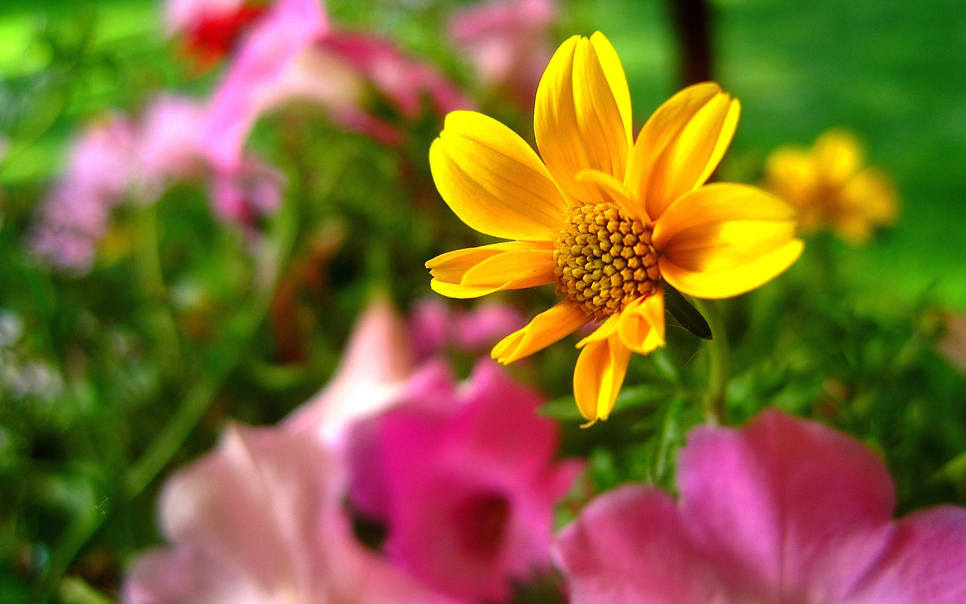 Wallpapers flower bed petals yellow on the desktop